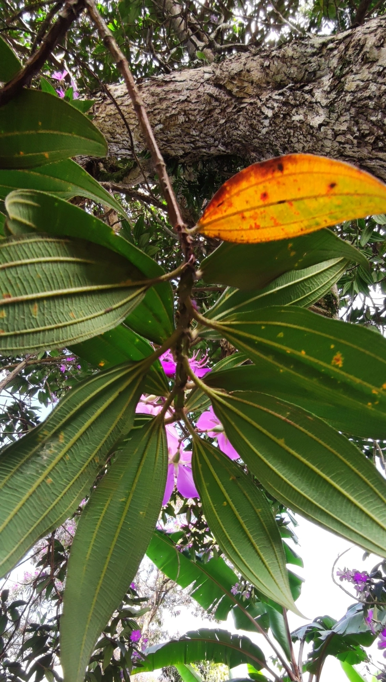 Quaresmeiras (Tibouchina), plantas, fotografado em Vila Santo Estevão, São Paulo