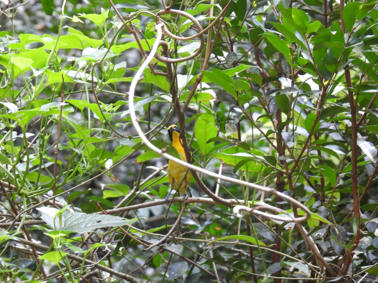 Gaturamo-verdadeiro (Euphonia violacea), aves, fotografado em Bom Fim do Bom Jesus, Cabreúva