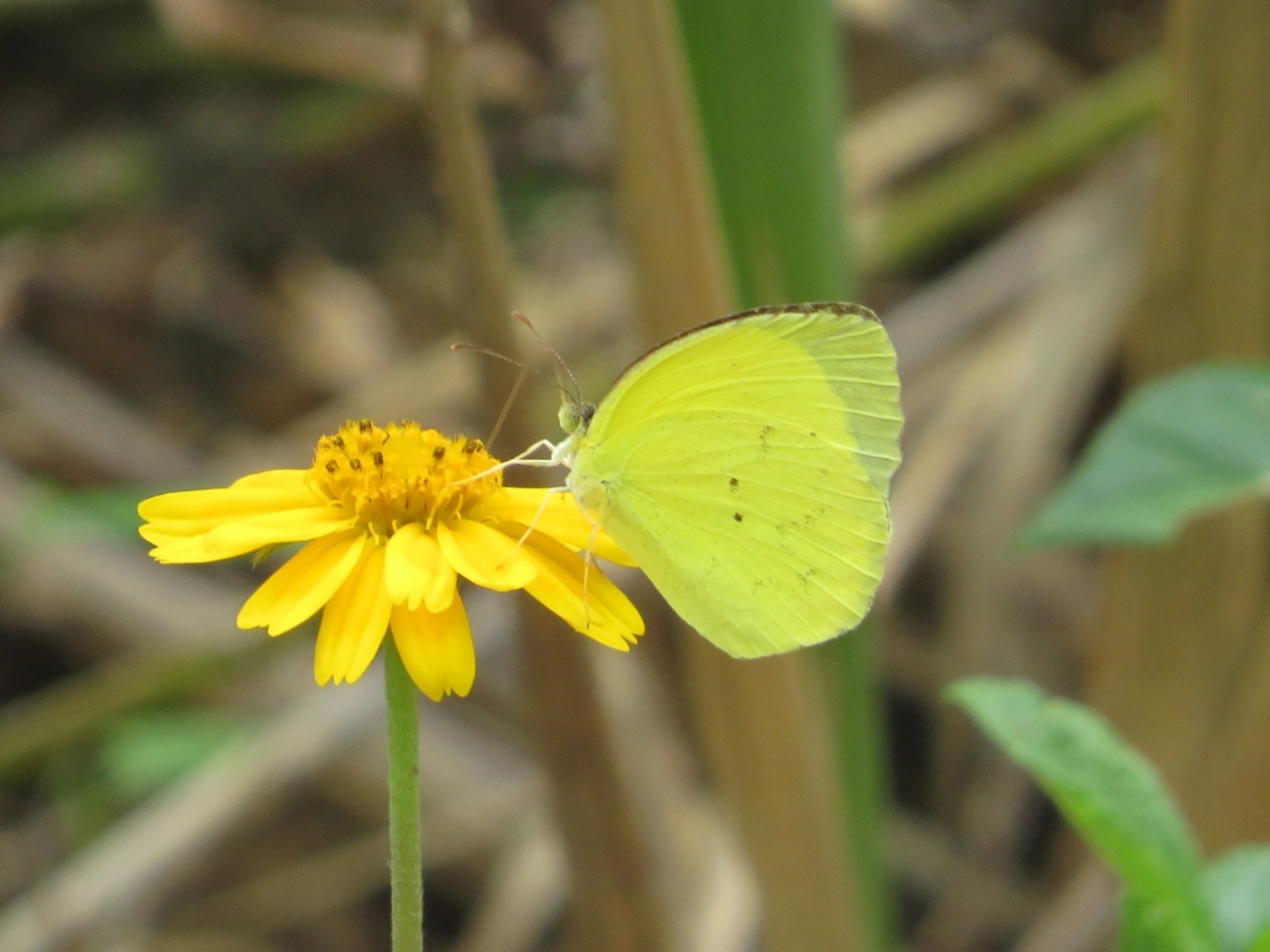 Eurema, insetos, fotografado em Maresias, São Sebastião