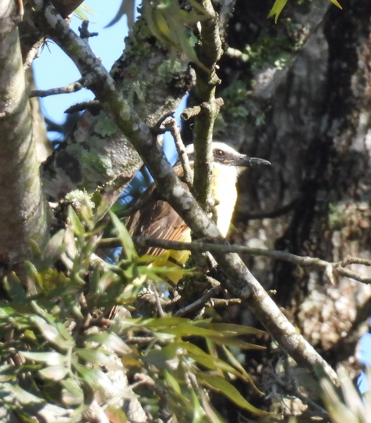 Bem-te-vi (Pitangus sulphuratus), aves, fotografado em Bragança Paulista