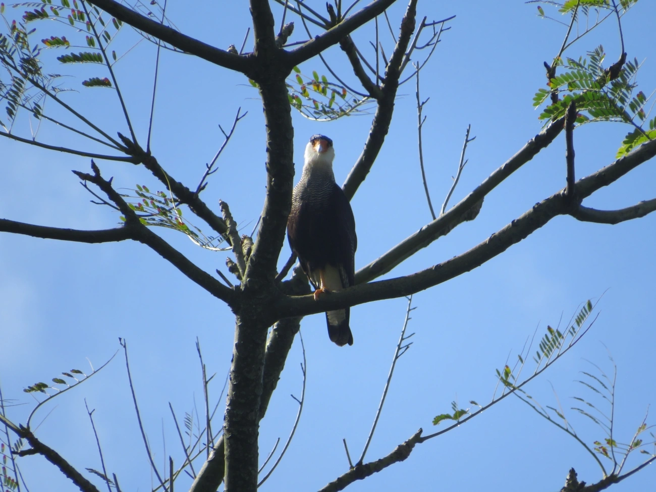 Carcará (Caracara plancus), aves, fotografado em Maresias, São Sebastião