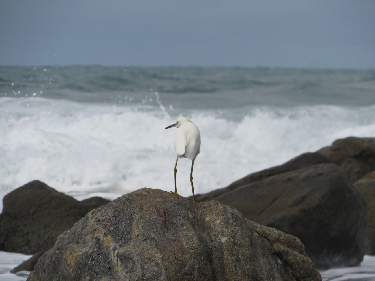 Garça-branca-pequena (Egretta thula), aves, fotografado em Maresias, São Sebastião