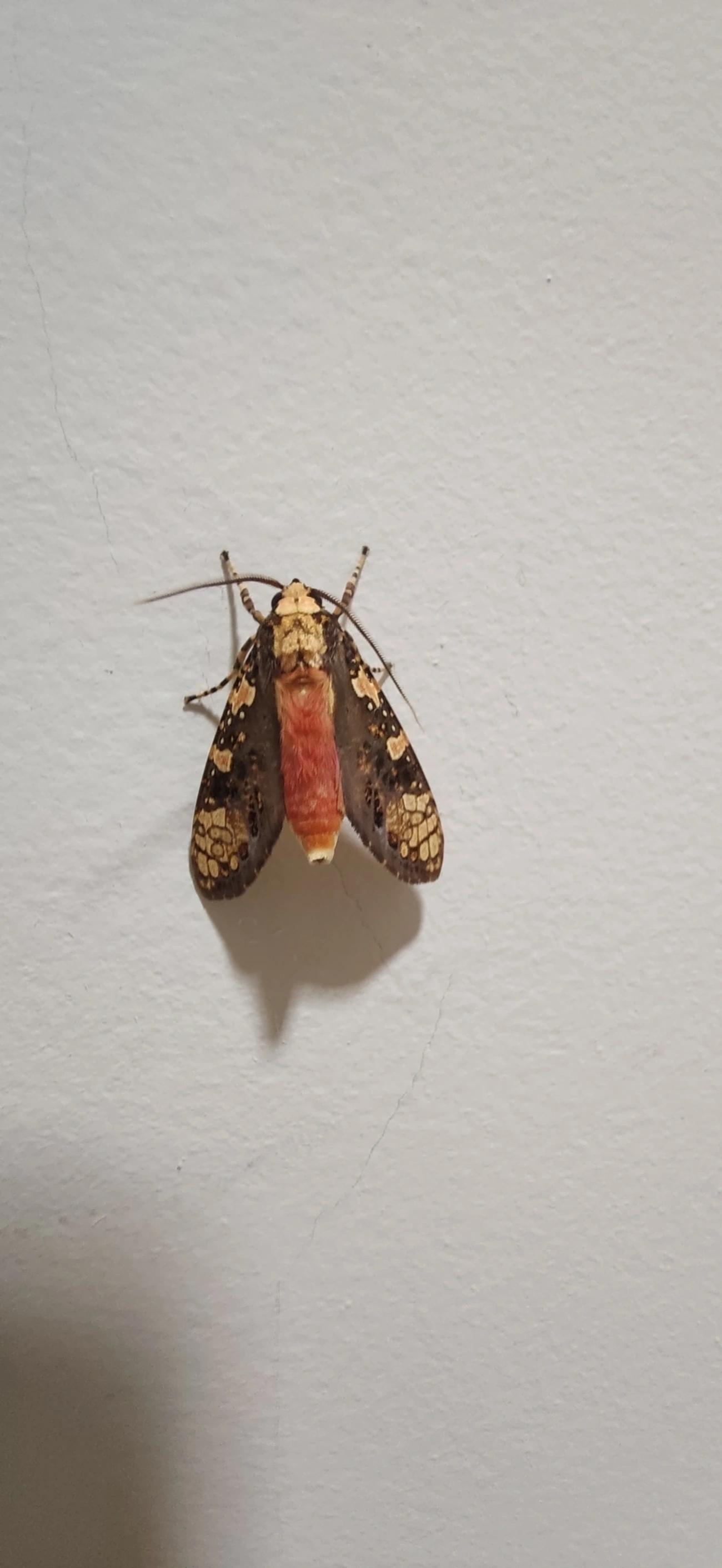 Cresera, insetos, fotografado em Maresias, São Sebastião