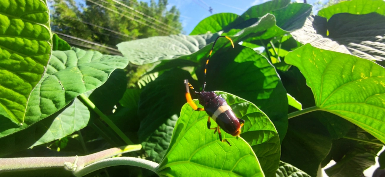 Serra-Pau-de-Faixa-Branca (Trachyderes succinctus), insetos, fotografado em Maresias, São Sebastião