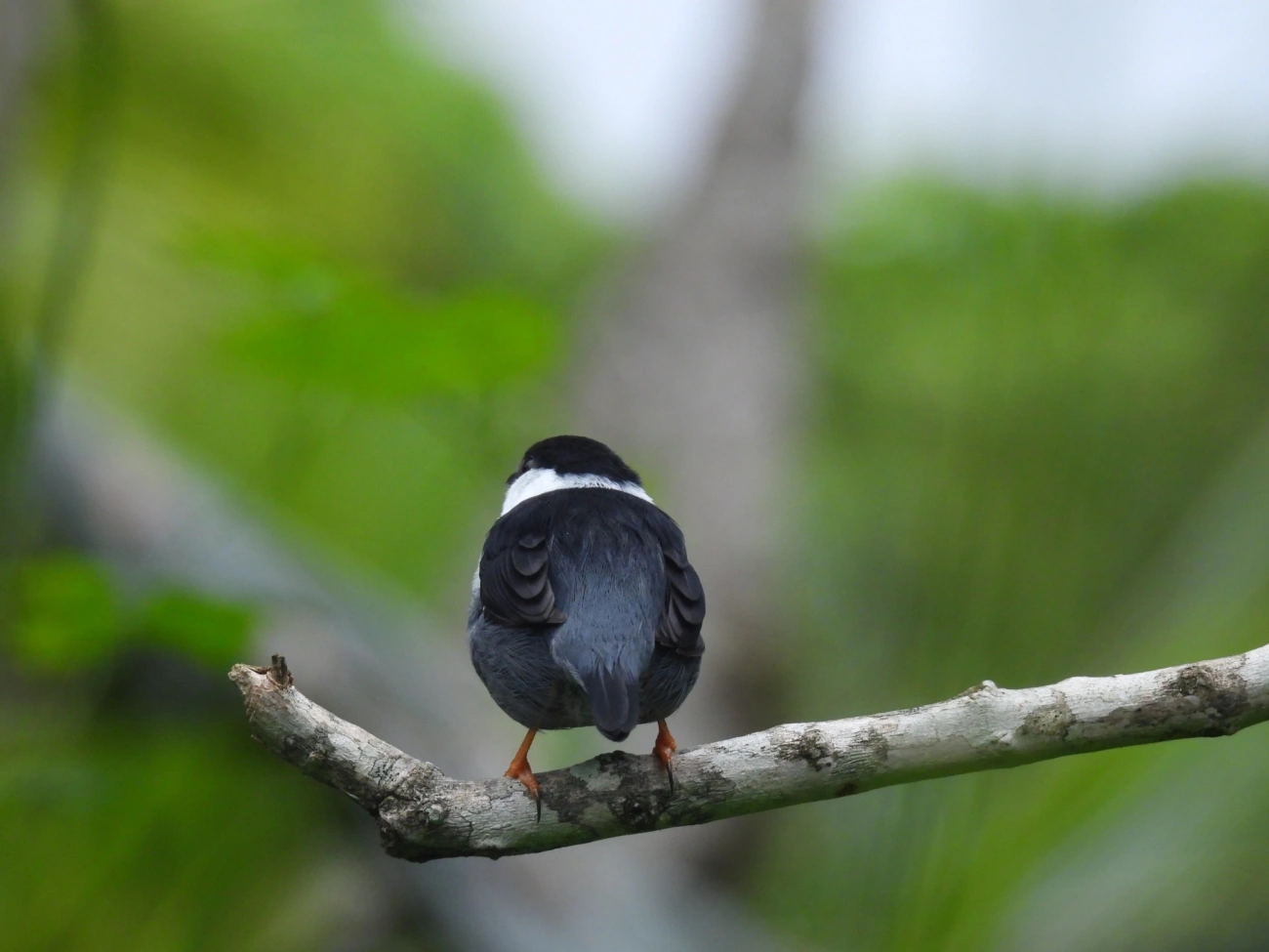 Rendeira (Manacus manacus), aves, fotografado em Maresias, São Sebastião