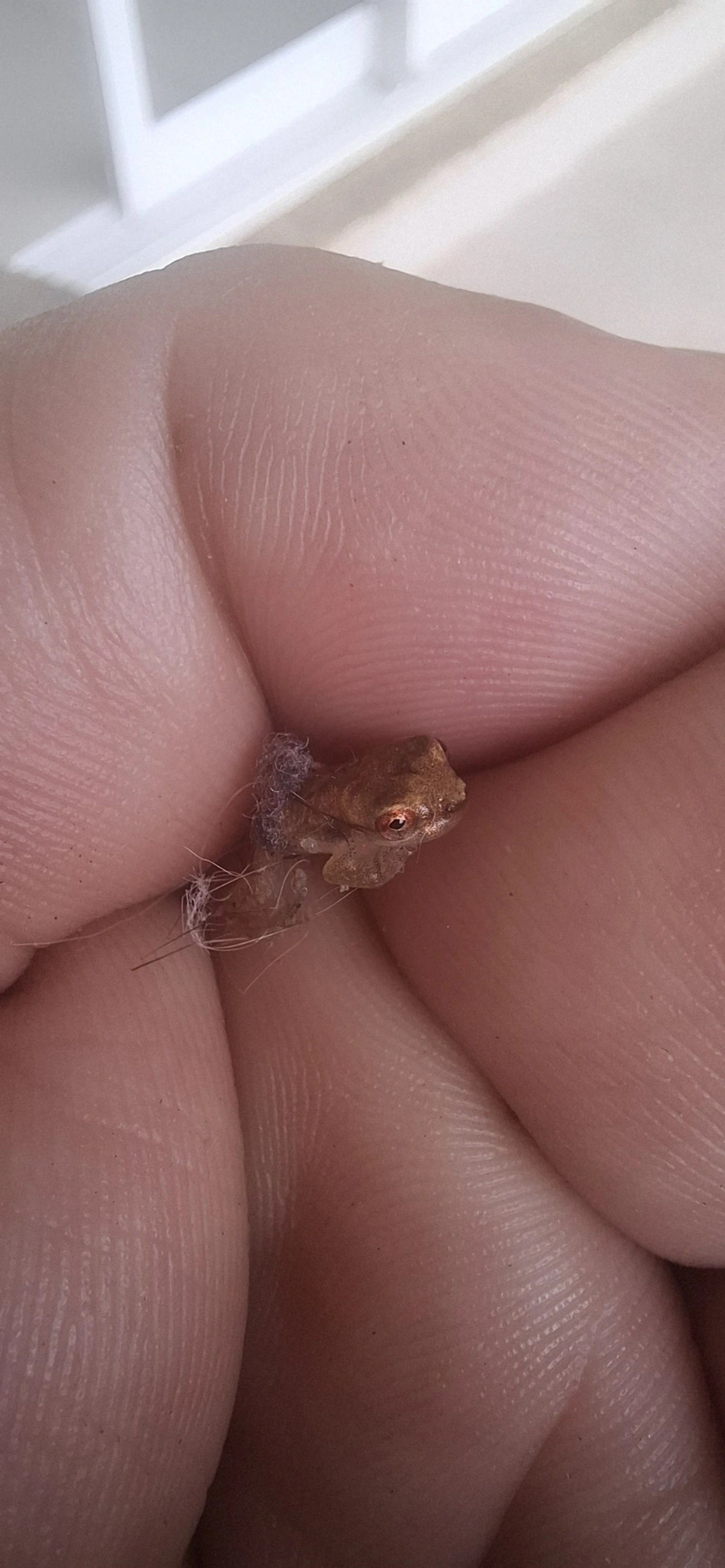 Dendropsophus, anfíbios, fotografado em Maresias, São Sebastião