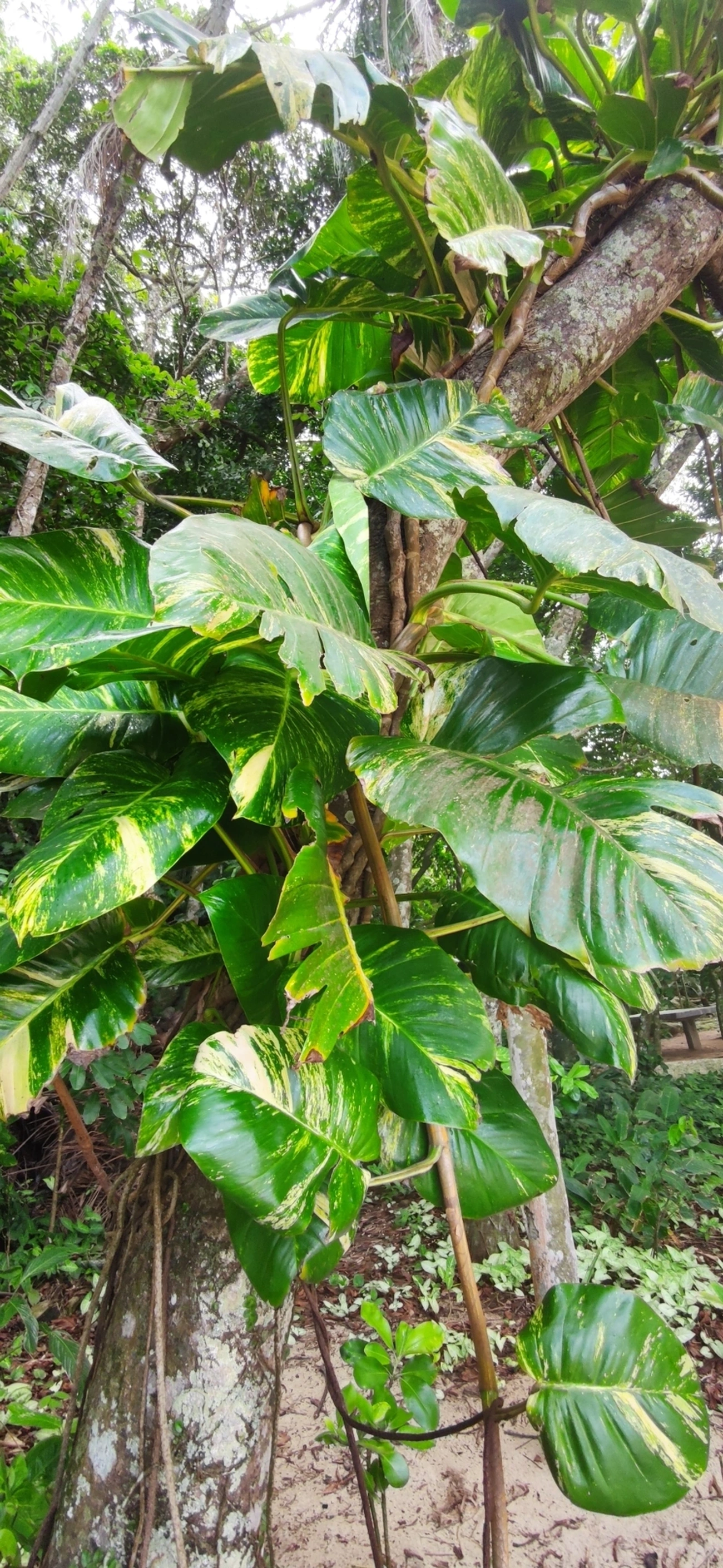 Jibóia (Epipremnum aureum), plantas, fotografado em Paúba, São Sebastião