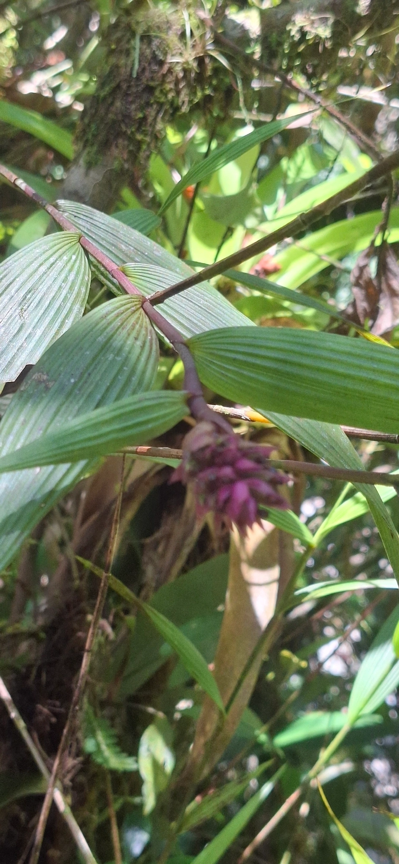 Monocotiledóneas (Liliopsida), plantas, fotografado em Queluz