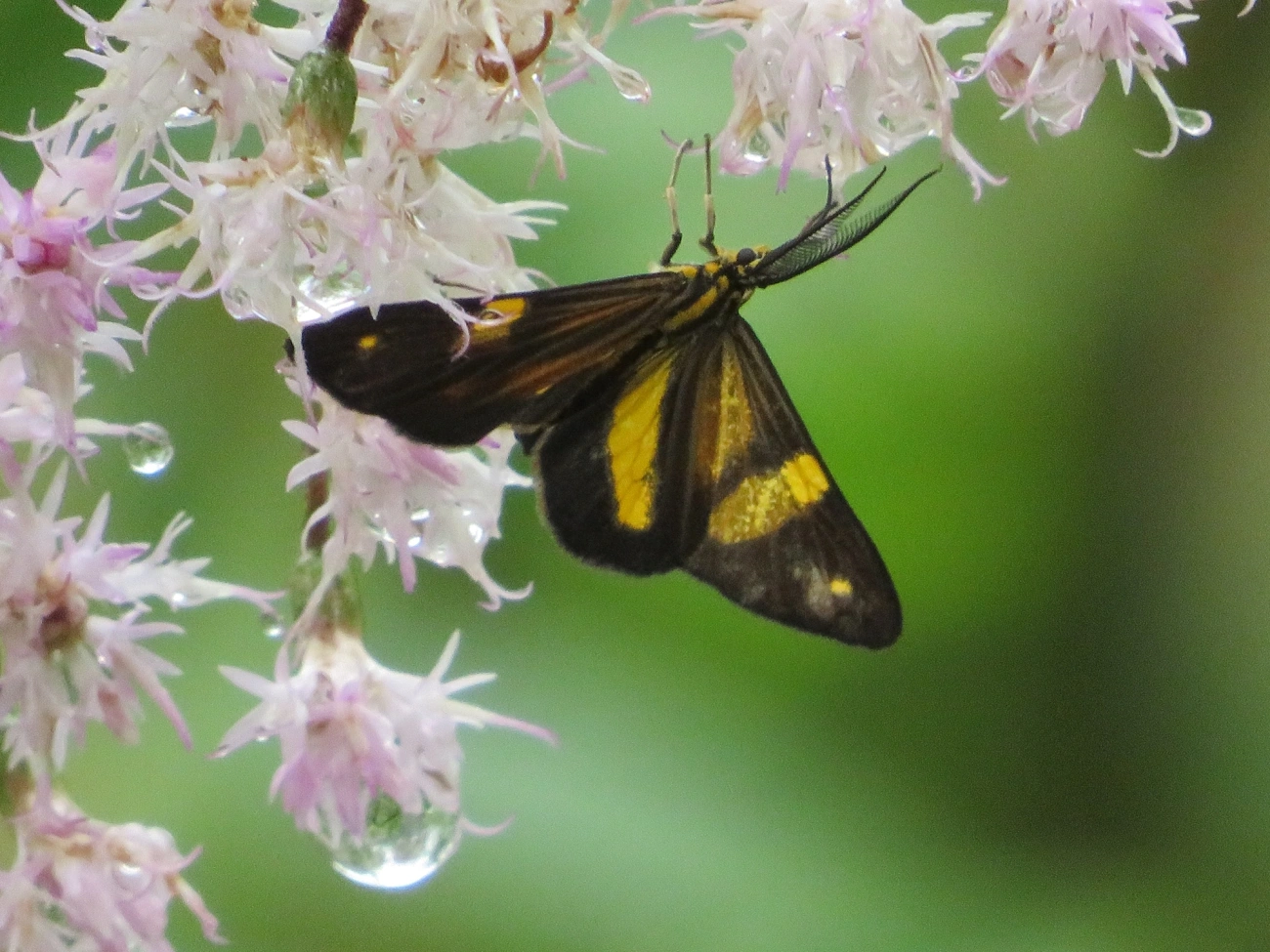 Phaeochlaena lampra, insetos, fotografado em Maresias, São Sebastião