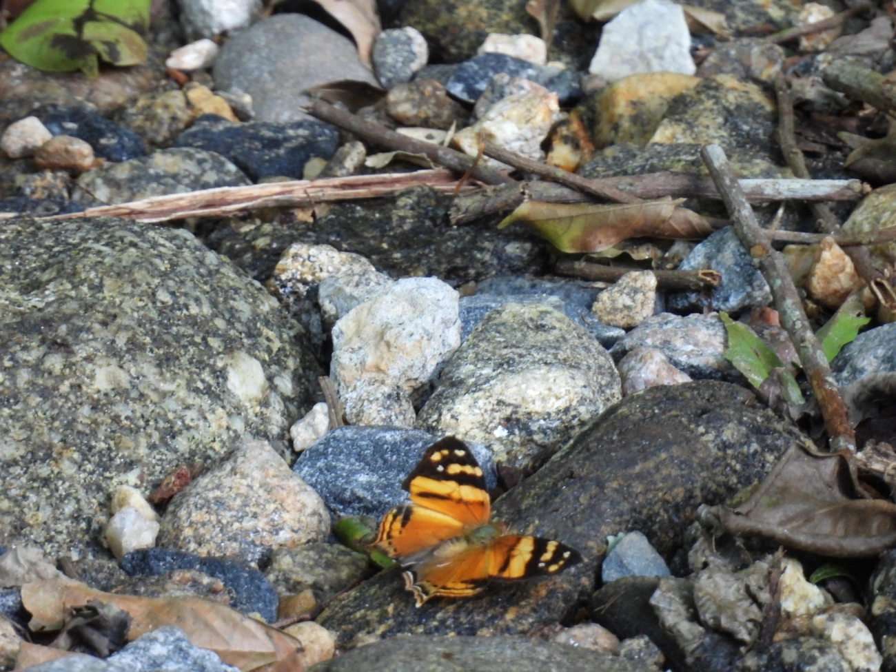Mapa-laranja (Hypanartia lethe), insetos, fotografado em Maresias, São Sebastião