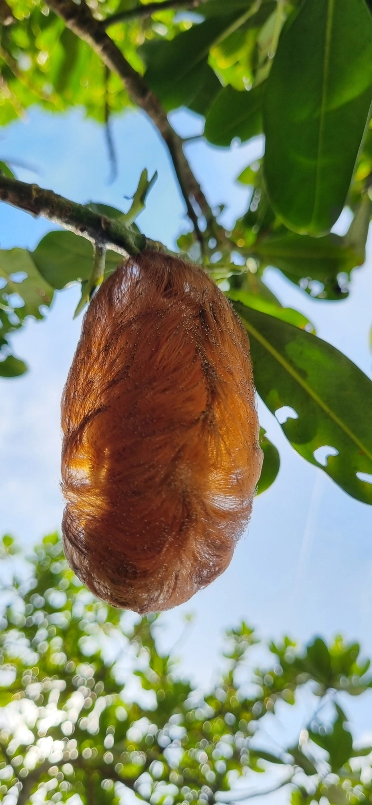 Podalia, insetos, fotografado em Maresias, São Sebastião