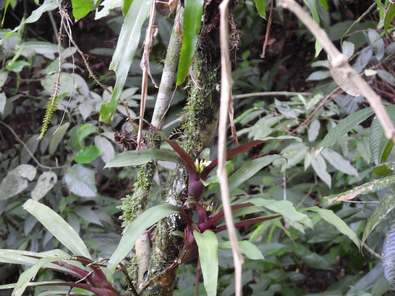 Bromélia (Canistropsis burchellii), plantas, fotografado em Maresias, São Sebastião