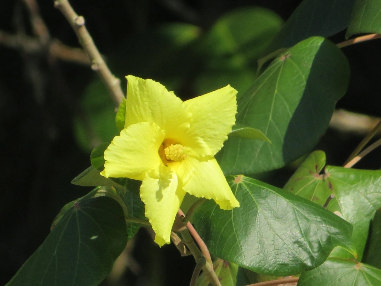 Algodoeiro-da-praia (Hibiscus tiliaceus), plantas, fotografado em Maresias, São Sebastião