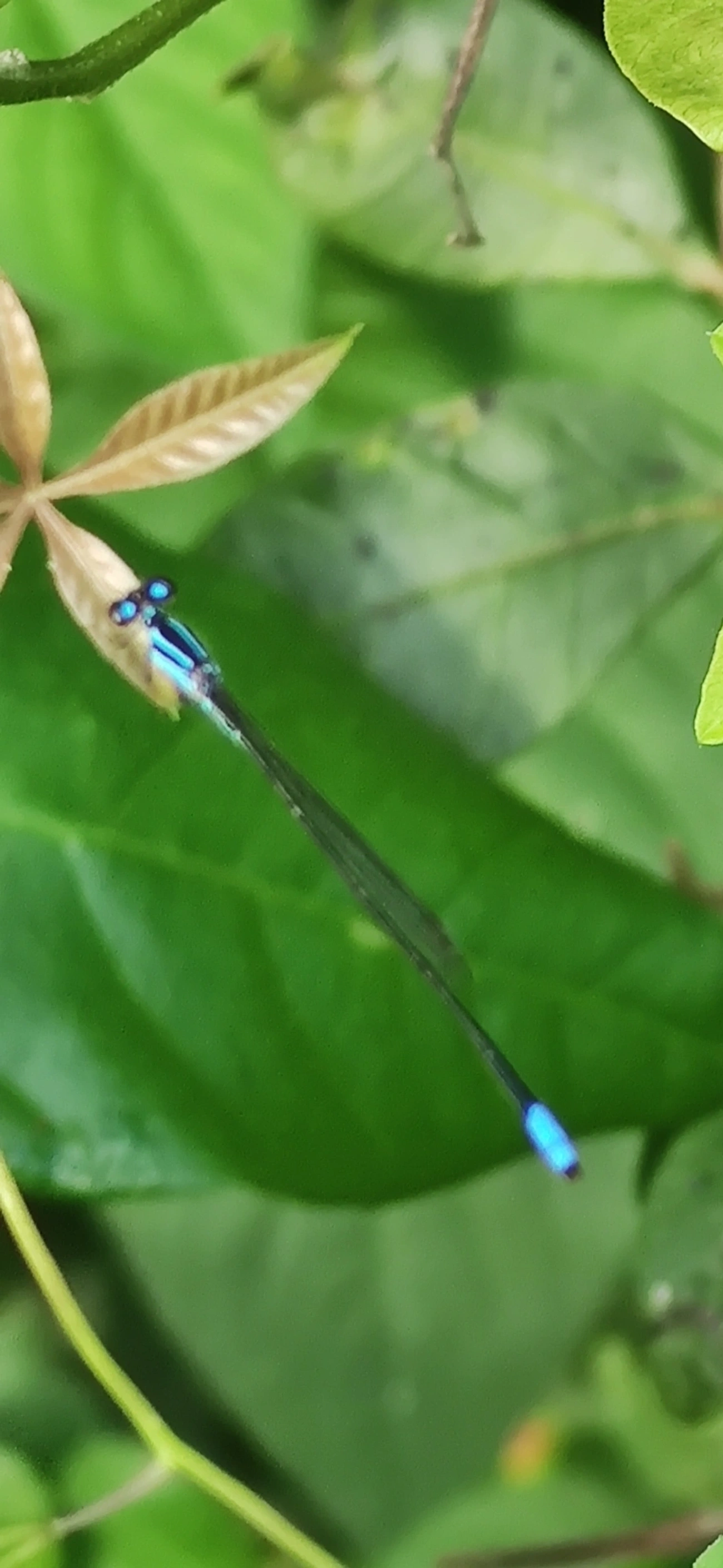 Acanthagrion, insetos, fotografado em Maresias, São Sebastião