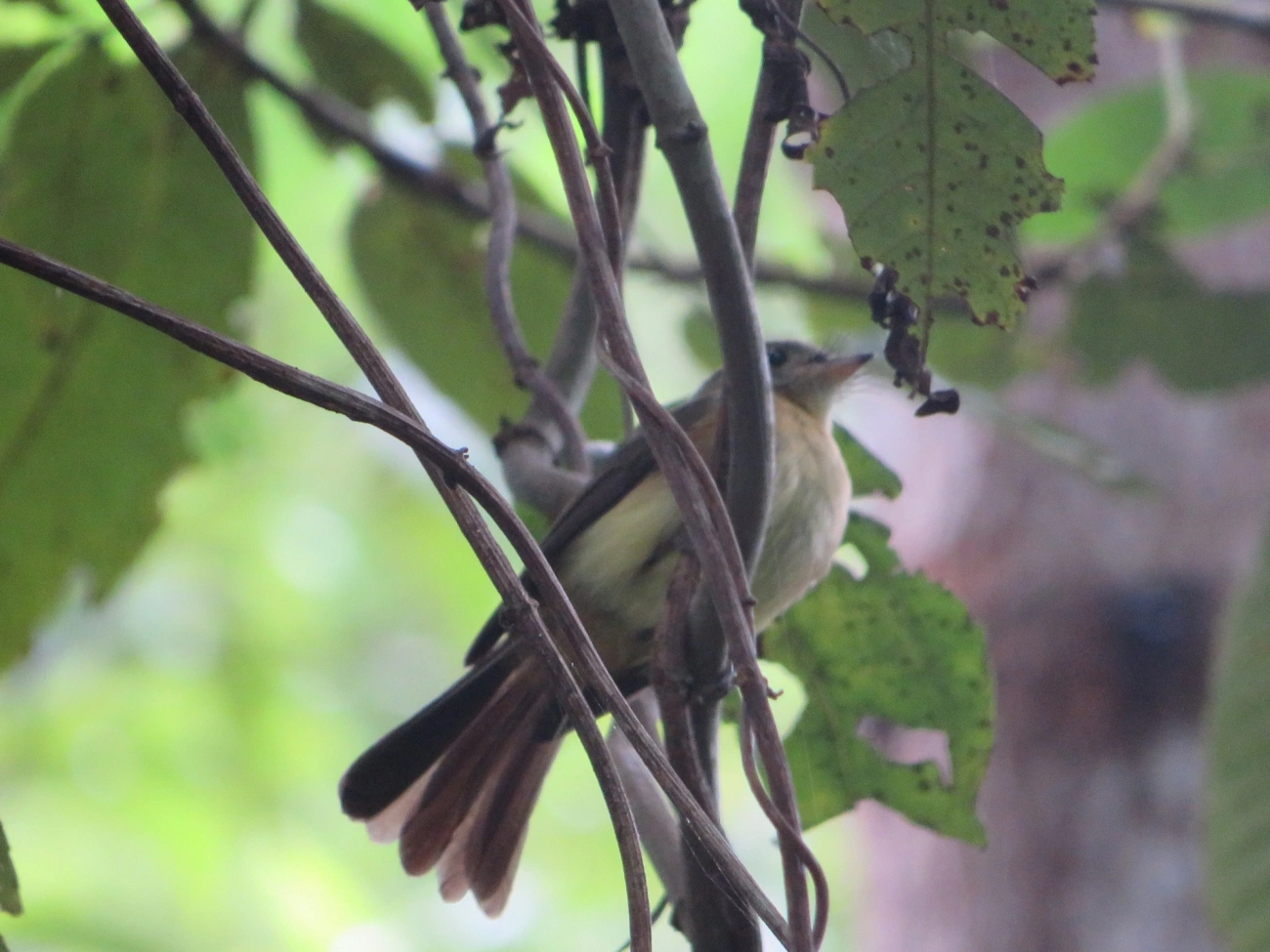 Assanhadinho (Myiobius barbatus), aves, fotografado em Maresias, São Sebastião