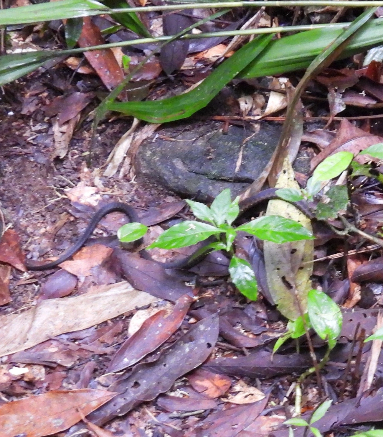 Echinanthera undulata, répteis, fotografado em Maresias, São Sebastião