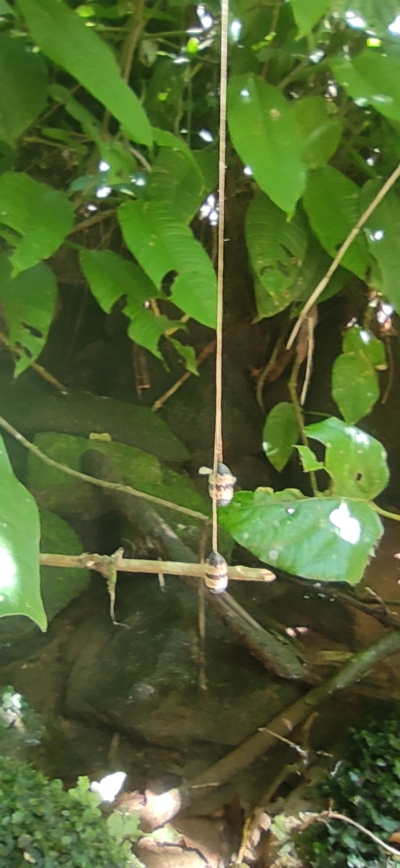 Campopleginae, insetos, fotografado em Maresias, São Sebastião