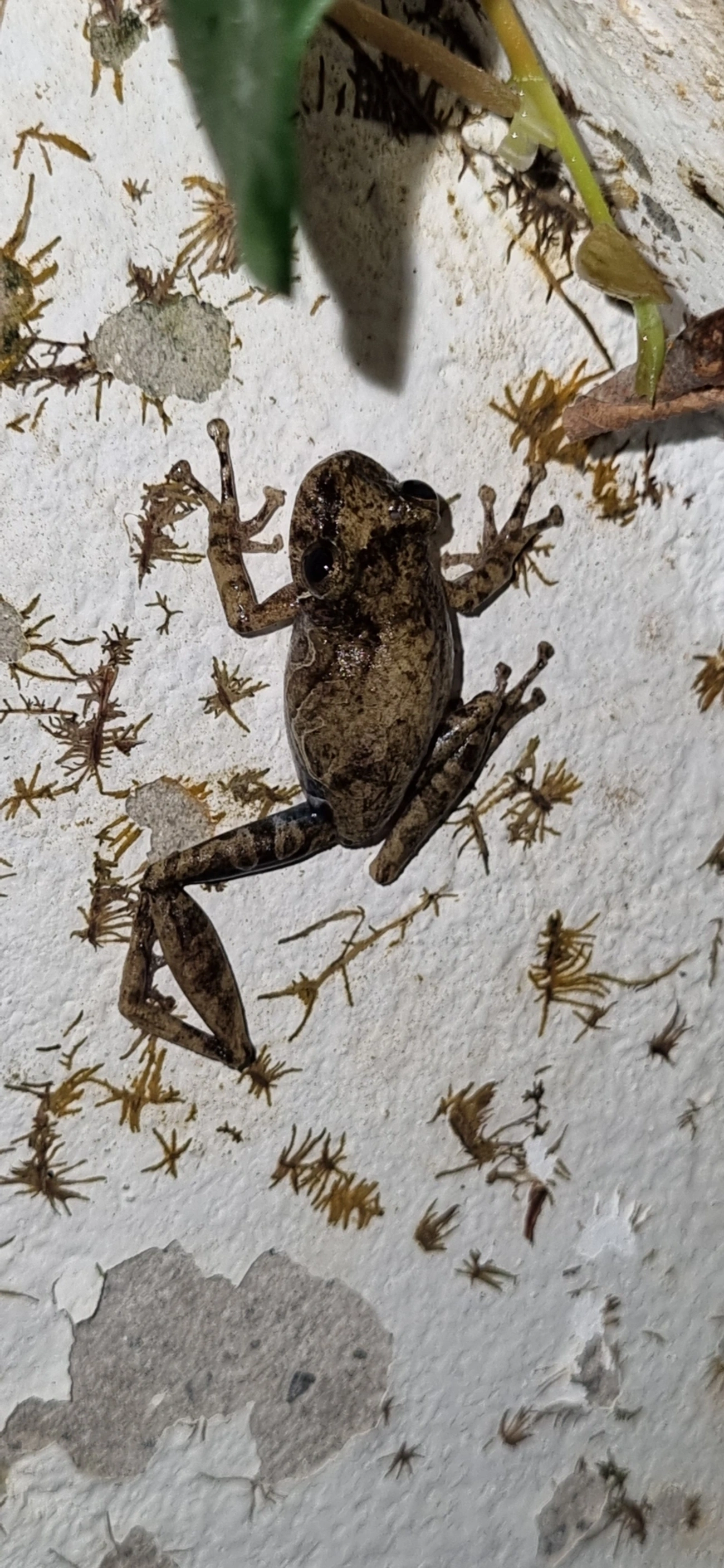 Scinax, anfíbios, fotografado em Maresias, São Sebastião