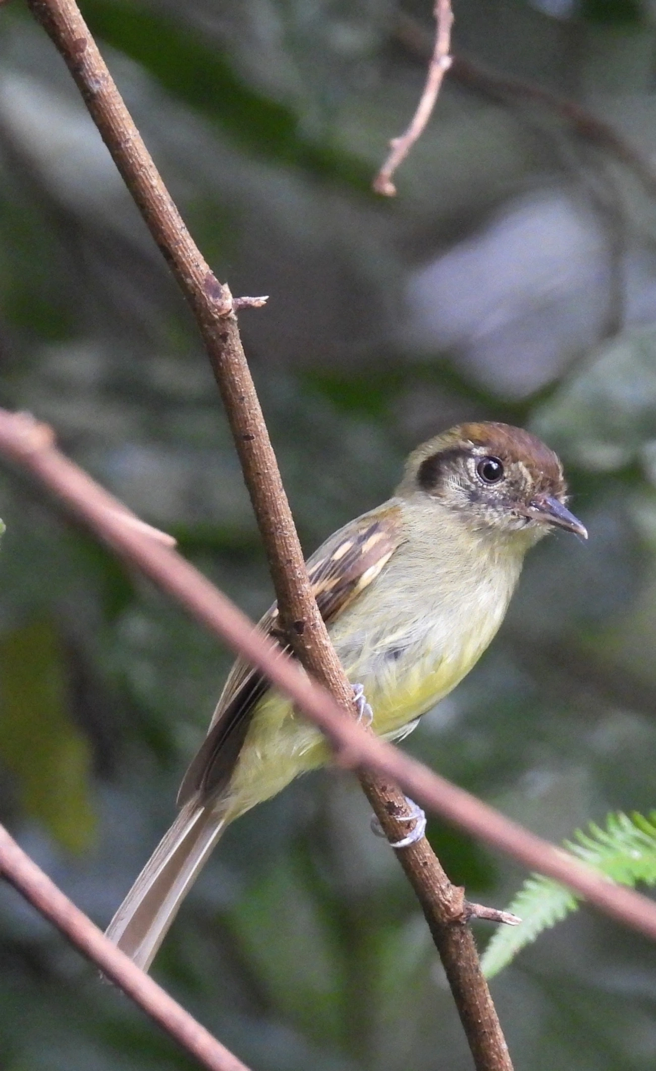 Cabeçudo (Leptopogon amaurocephalus), aves, fotografado em Maresias, São Sebastião