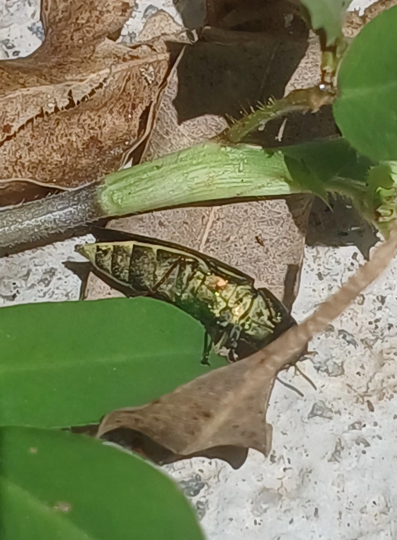 Besouro-joia (Chrysesthes gymnopleura), insetos, fotografado em Guarulhos