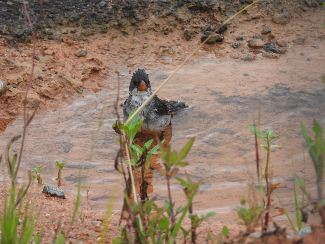 Chorão (Sporophila leucoptera), aves, fotografado em Indaiá, Caraguatatuba