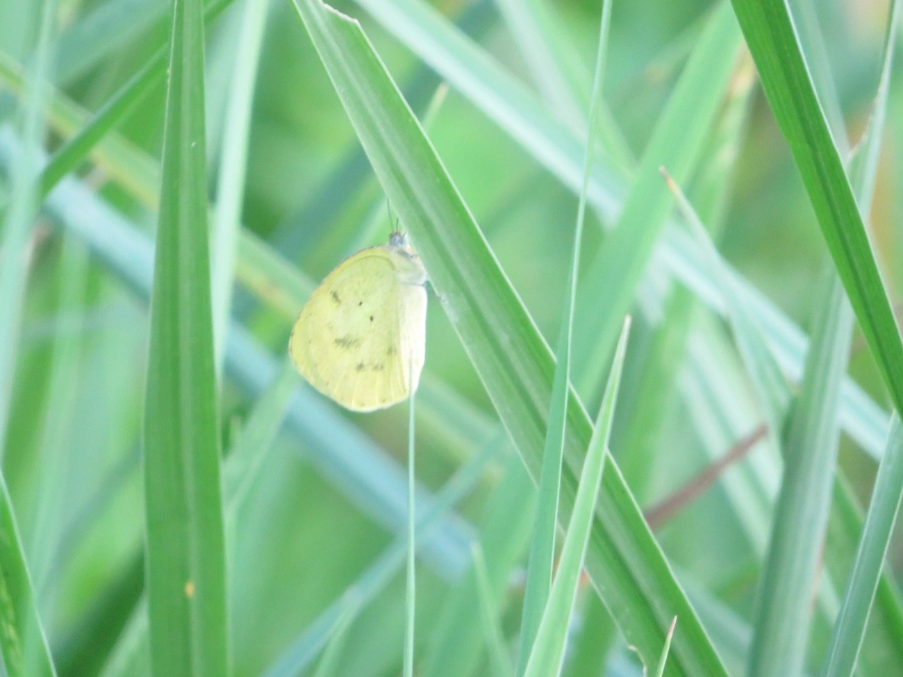Amarelinha (Eurema nise), insetos, fotografado em Maresias, São Sebastião