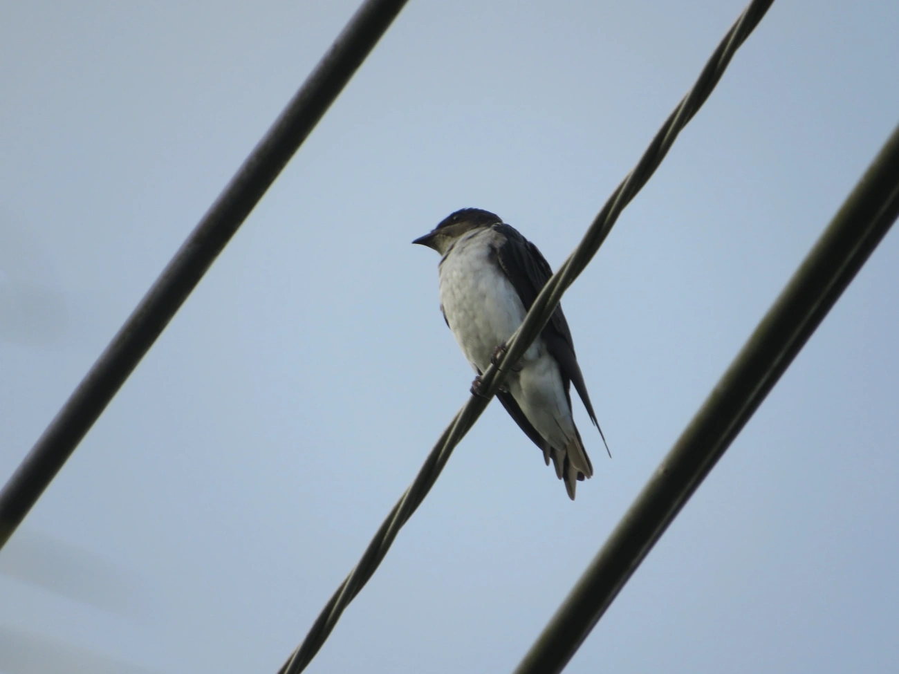 Andorinha-grande (Progne chalybea), aves, fotografado em Maresias, São Sebastião
