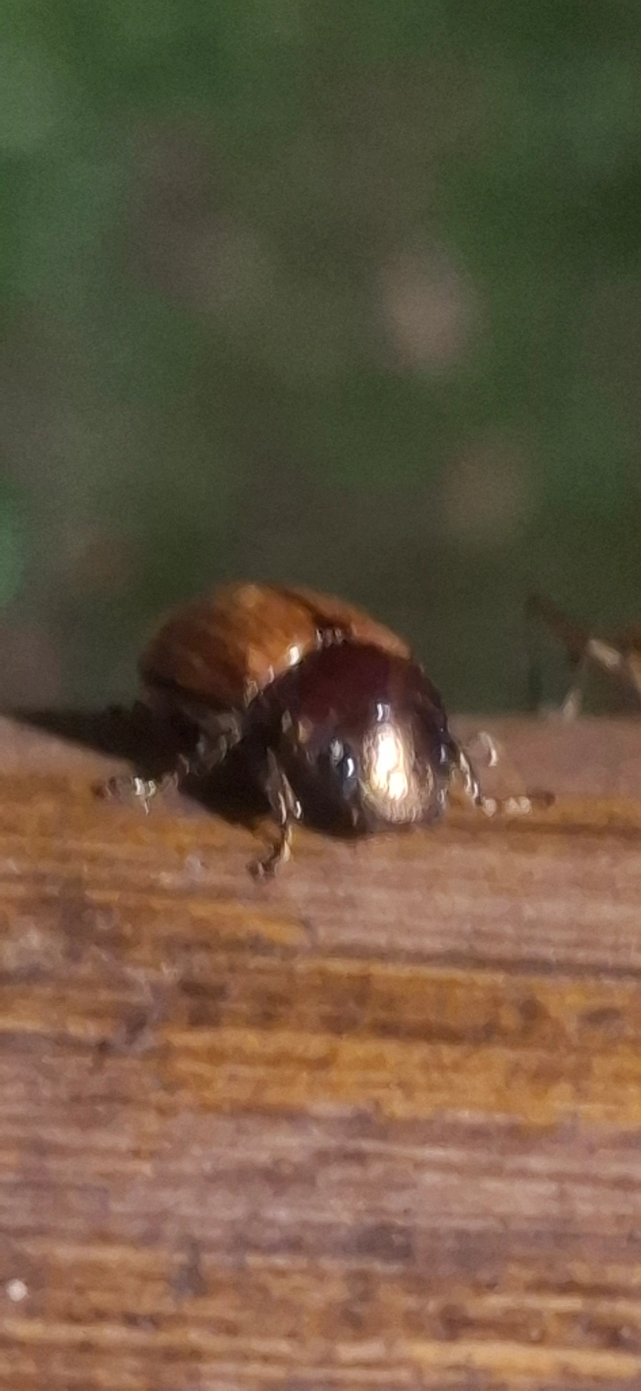 Leucothyreus suturalis, insetos, fotografado em Queluz