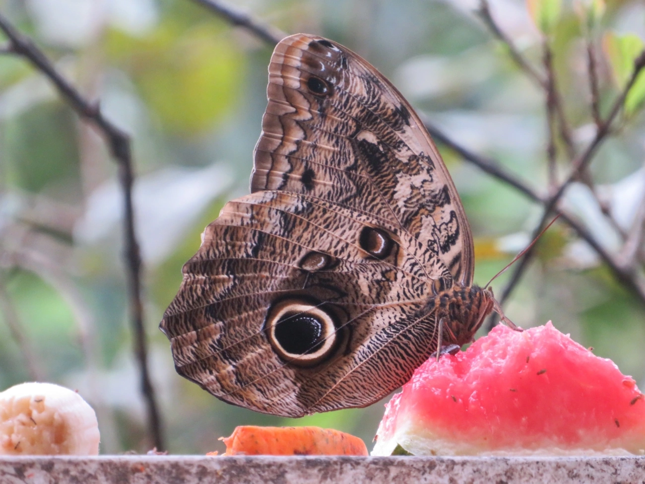 Borboleta-coruja (Caligo brasiliensis), insetos, fotografado em Maresias, São Sebastião