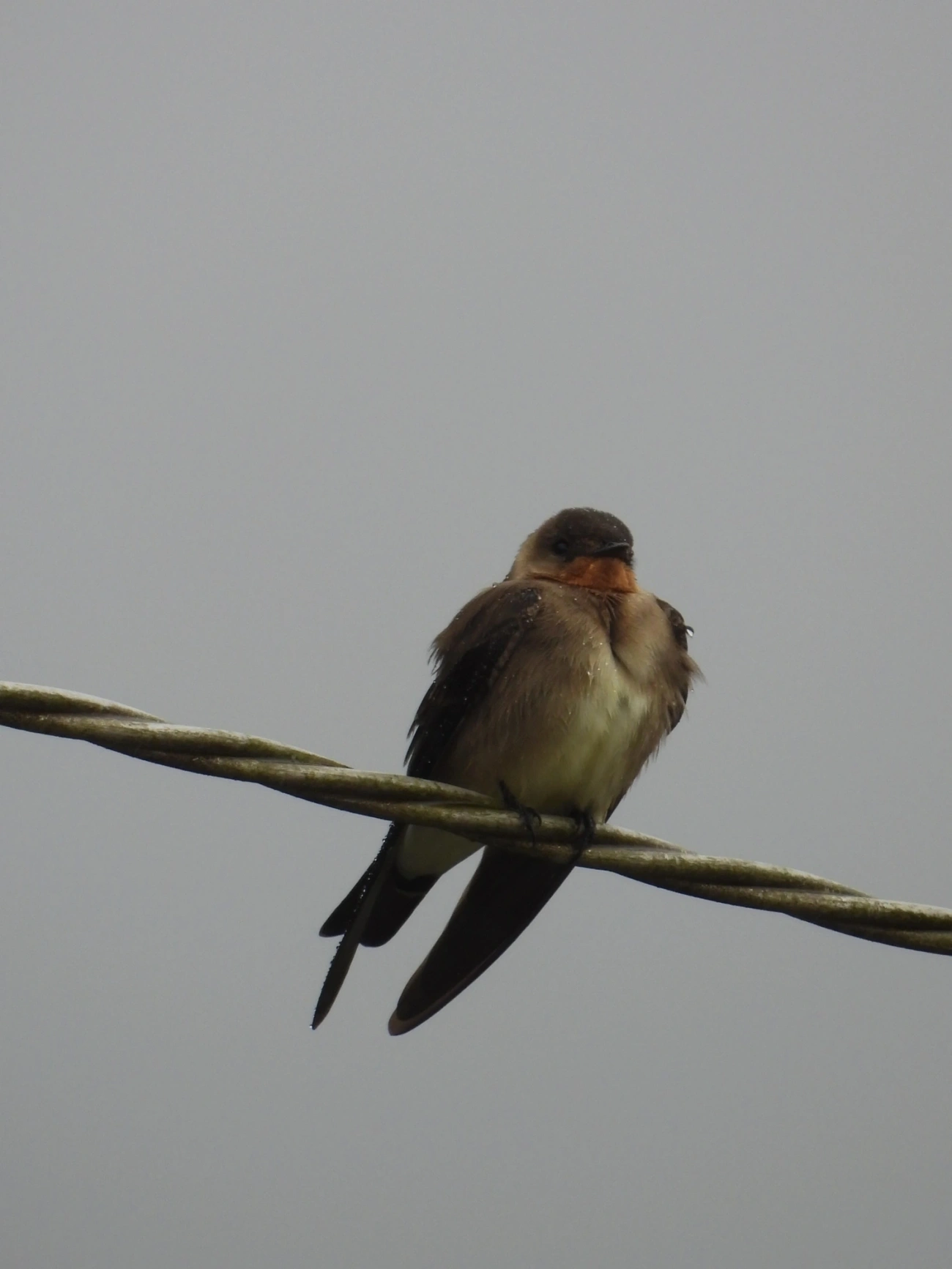 Andorinha-serradora (Stelgidopteryx ruficollis), aves, fotografado em Maresias, São Sebastião