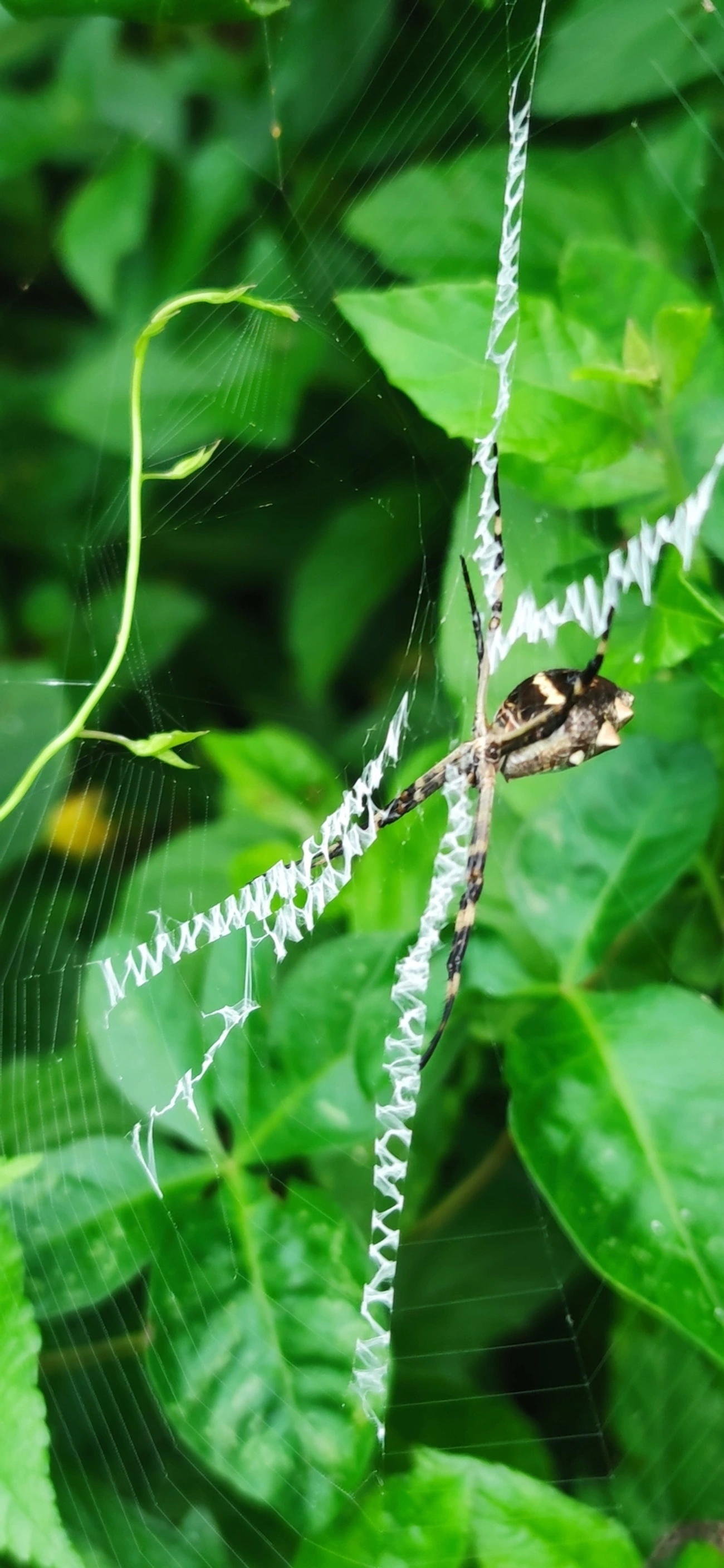Aranha-de-prata (Argiope argentata), aracnídeos, fotografado em Maresias, São Sebastião