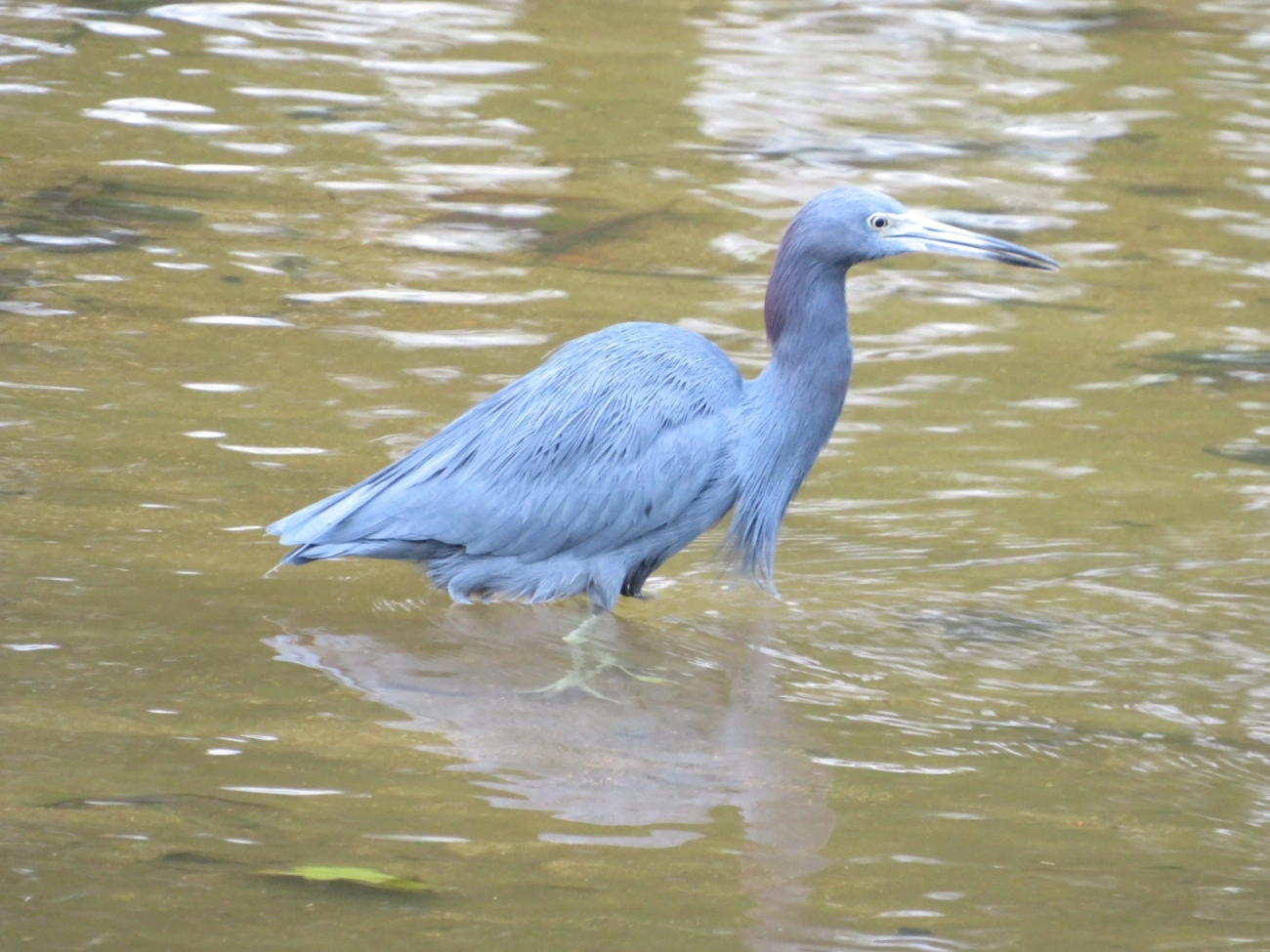 Garça-azul (Egretta caerulea), aves, fotografado em São Sebastião