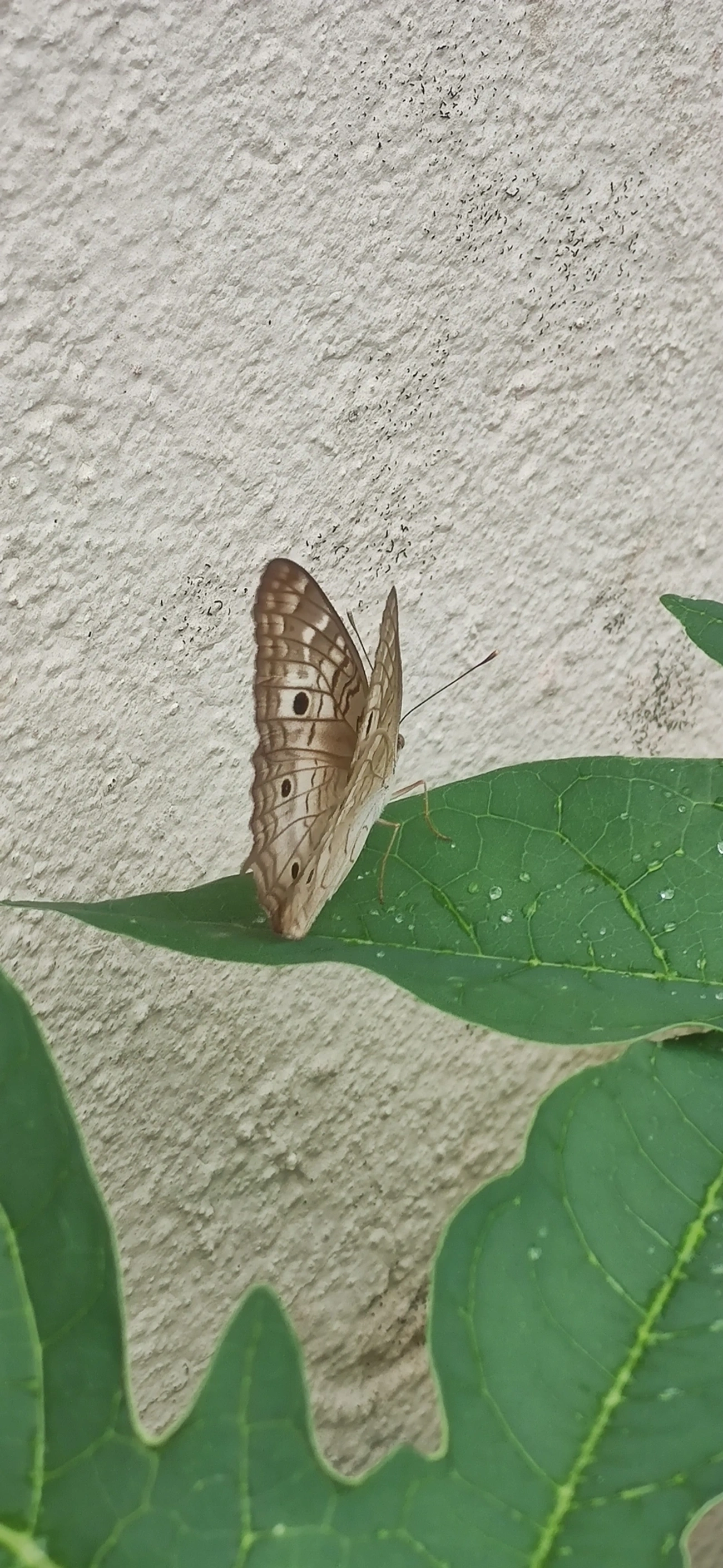 Borboleta-pavão-branco (Anartia jatrophae), insetos, fotografado em Maresias, São Sebastião