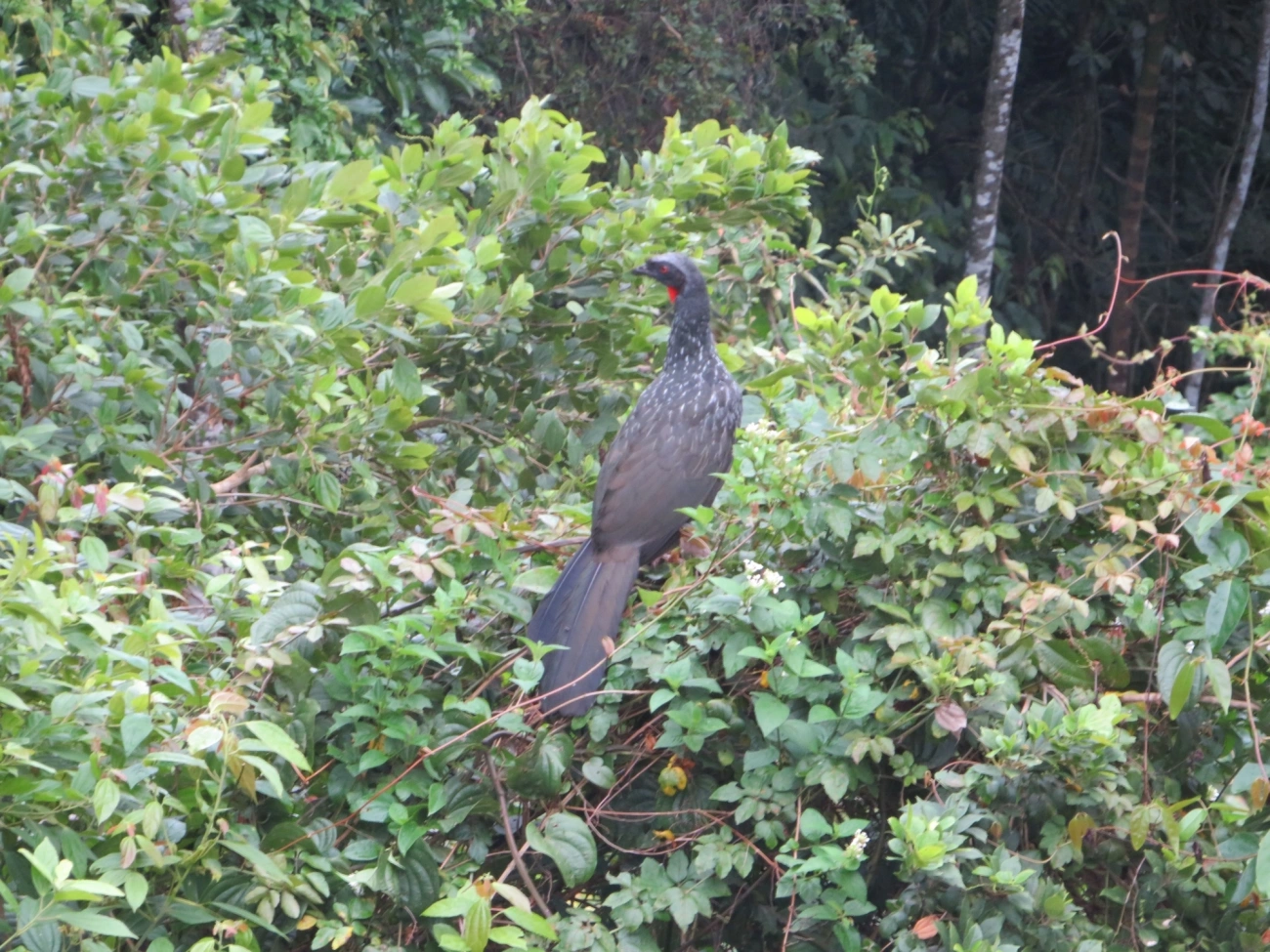 Jacuaçu (Penelope obscura), aves, fotografado em Maresias, São Sebastião