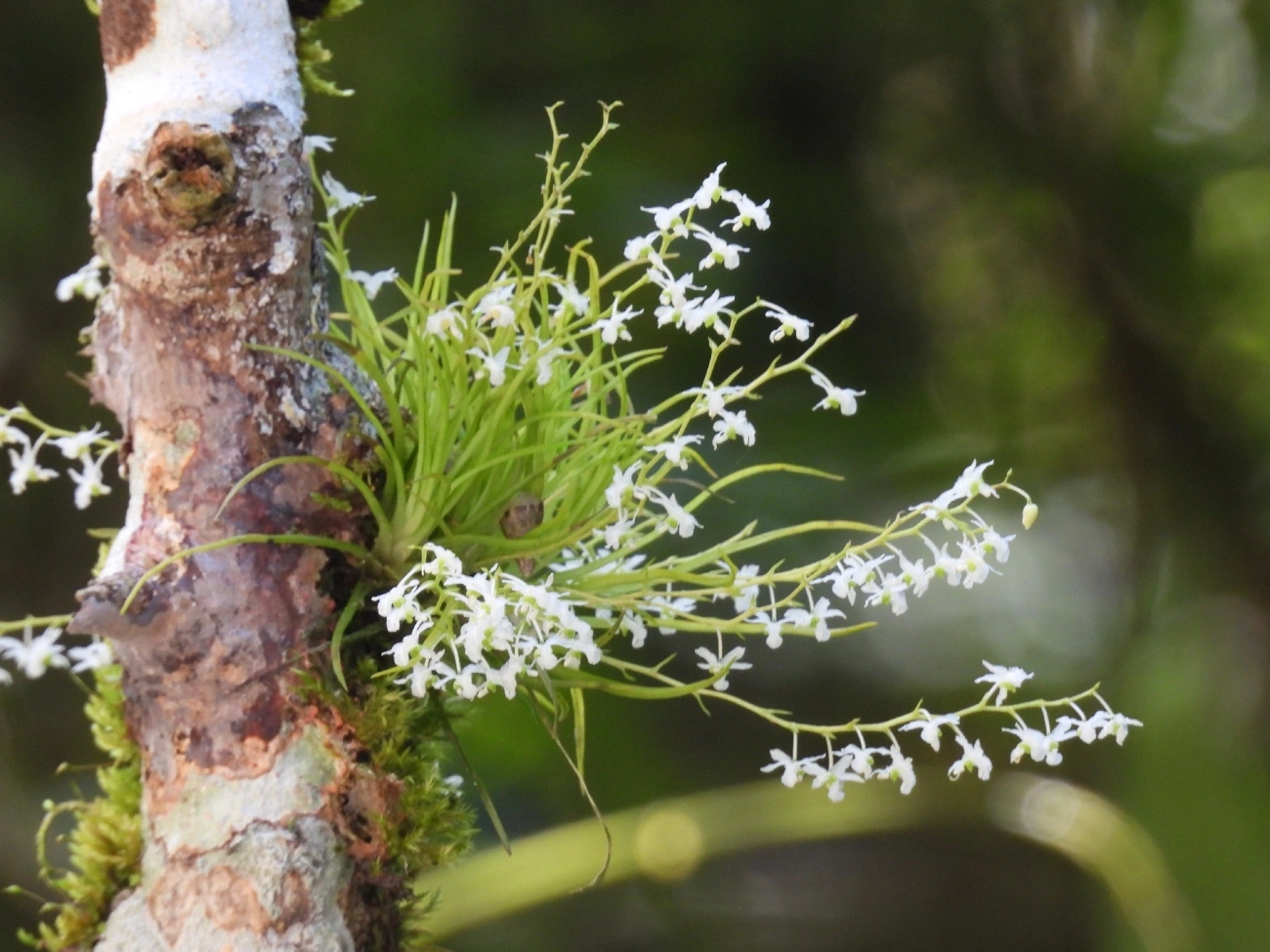 Phymatidium falcifolium, plantas, fotografado em Queluz