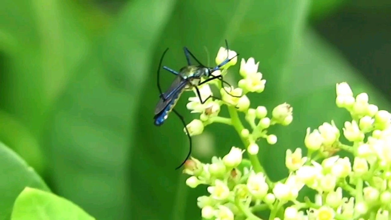 Mosquito-elefante (Toxorhynchites purpureus), insetos, fotografado em Maresias, São Sebastião