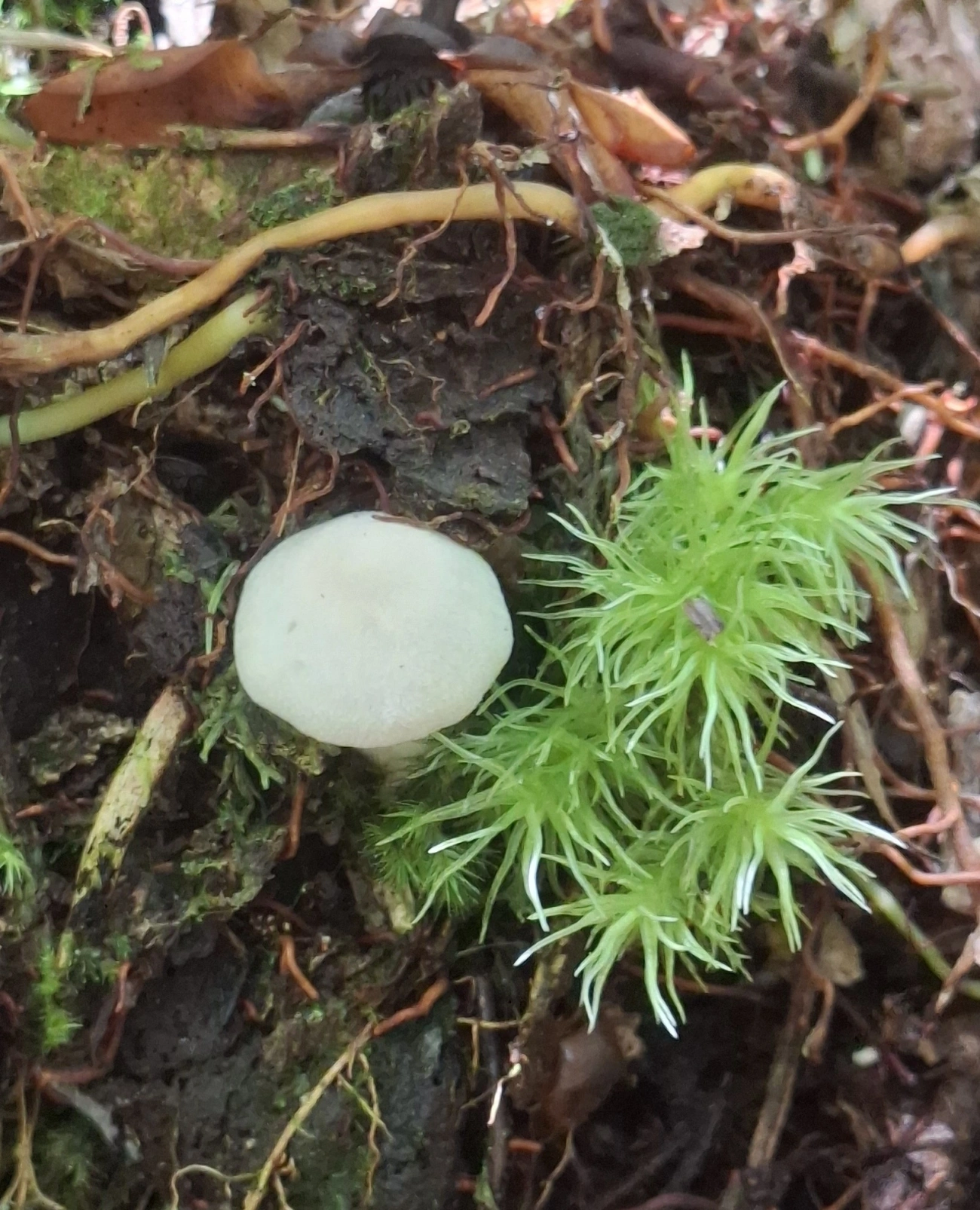 Cogumelos Lamelados (Agaricales), fungos, fotografado em Queluz