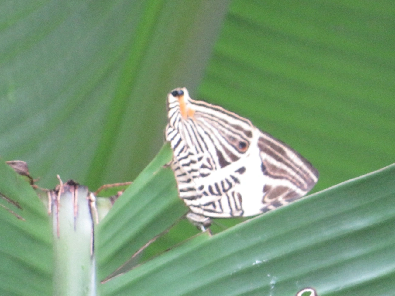 Borboleta-Zebra (Colobura dirce), insetos, fotografado em Maresias, São Sebastião