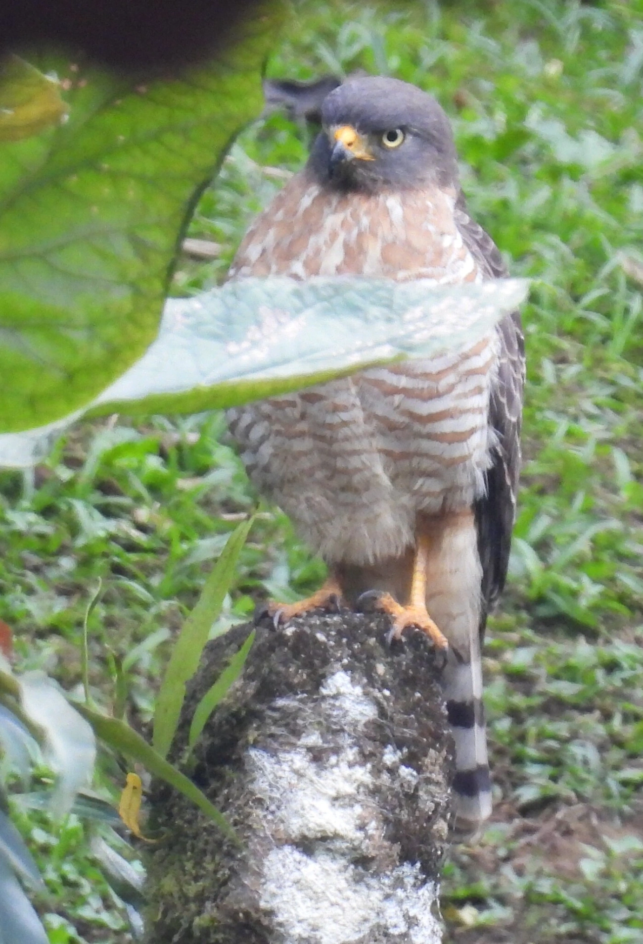 Gavião-carijó (Rupornis magnirostris), aves, fotografado em Resende