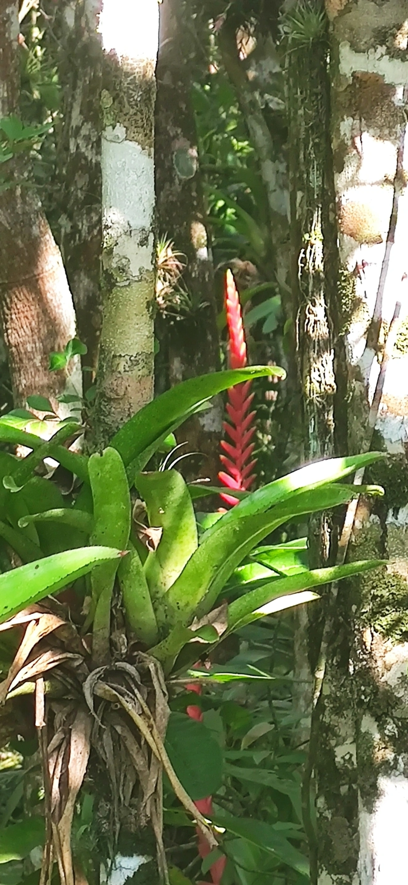 Gravatinha (Vriesea ensiformis), plantas, fotografado em Maresias, São Sebastião