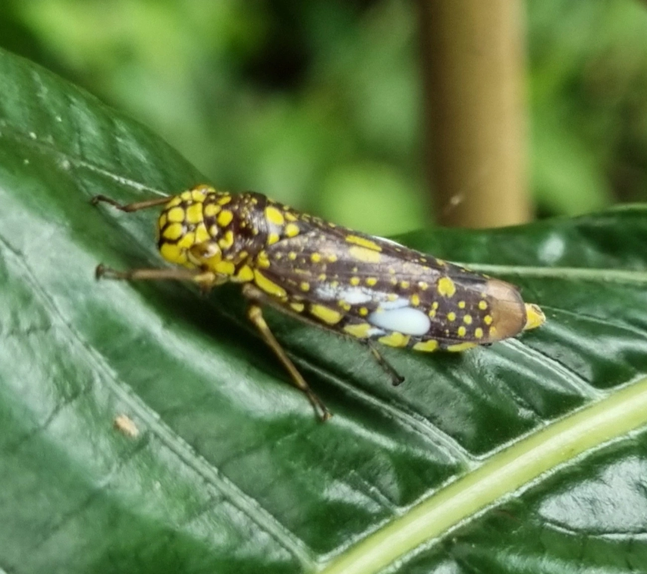 Cigarrinha-de-espinho (Molomea magna), insetos, fotografado em Paúba, São Sebastião