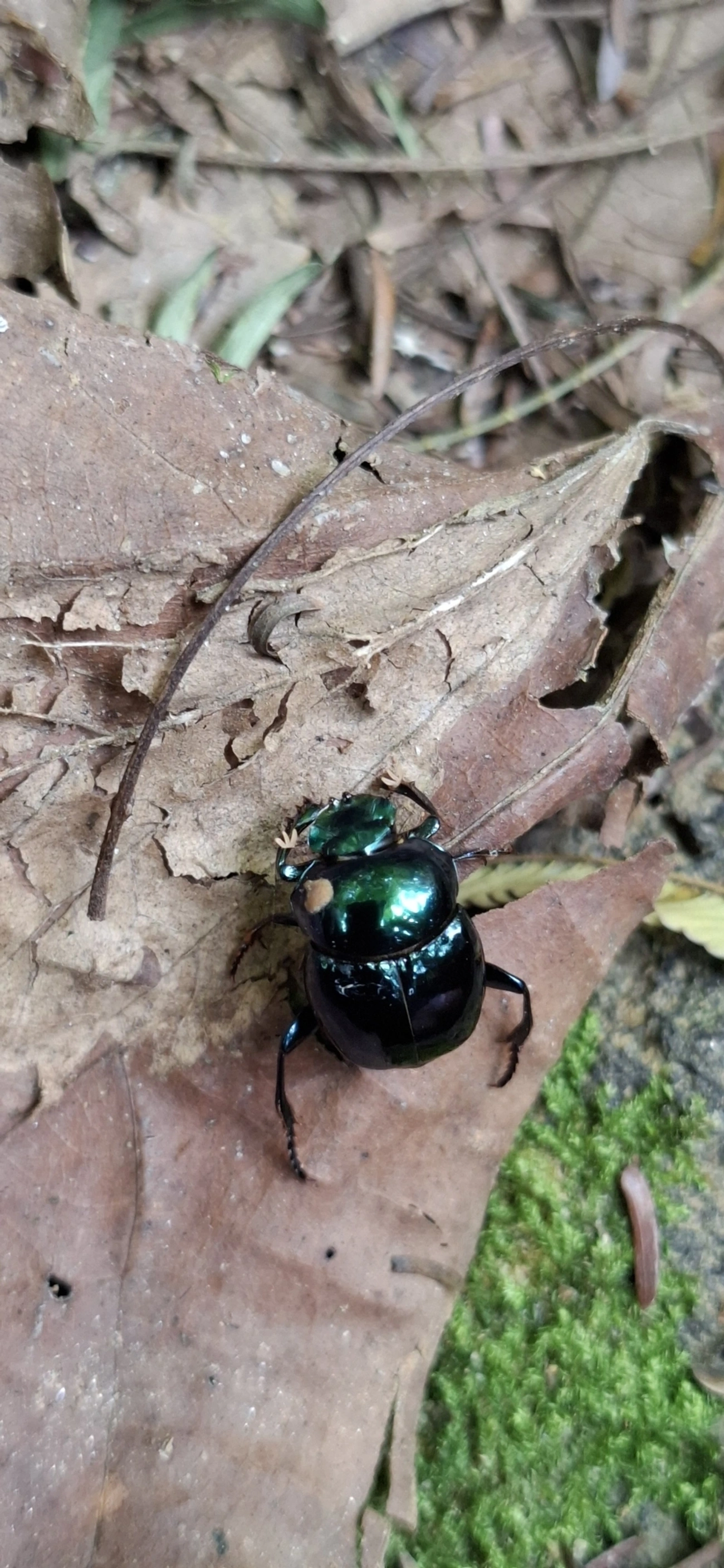 Canthidium, insetos, fotografado em Maresias, São Sebastião