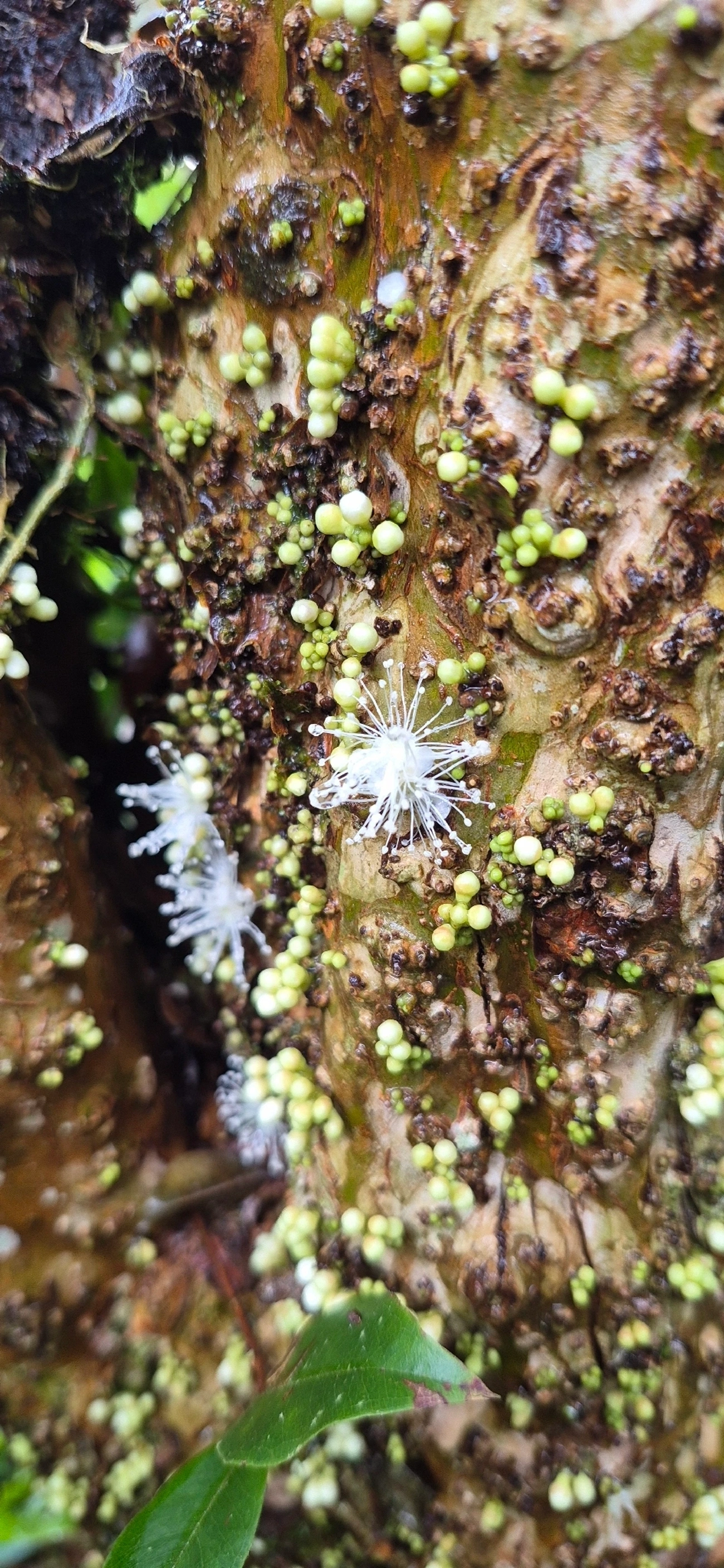 Jaboticabeira (Plinia cauliflora), plantas, fotografado em Maresias, São Sebastião