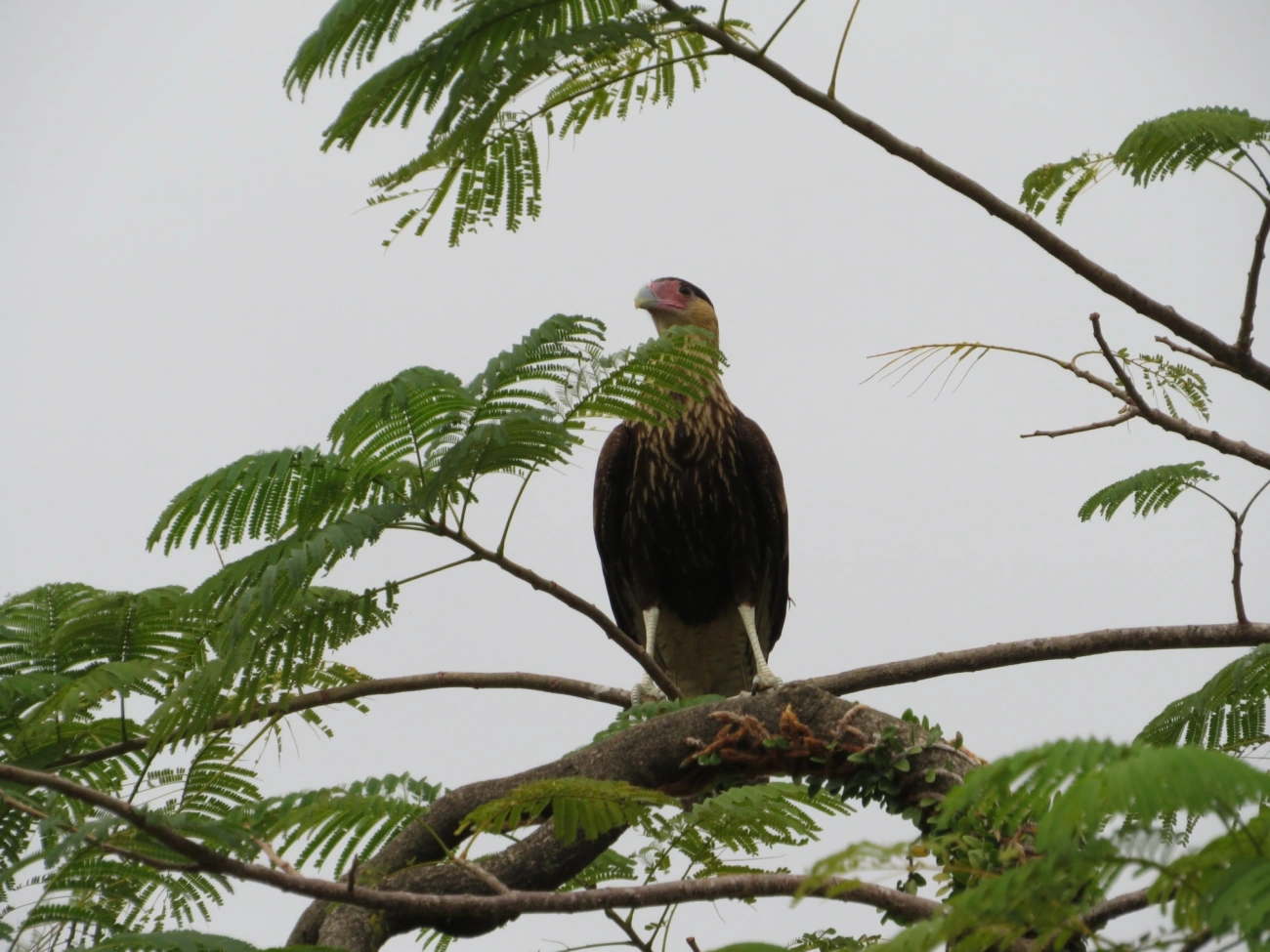 Carcará (Caracara plancus), aves, fotografado em São Sebastião