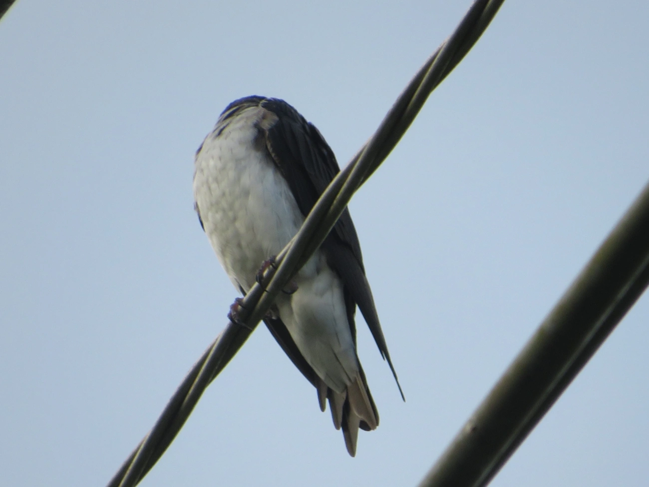 Andorinha-grande (Progne chalybea), aves, fotografado em Maresias, São Sebastião