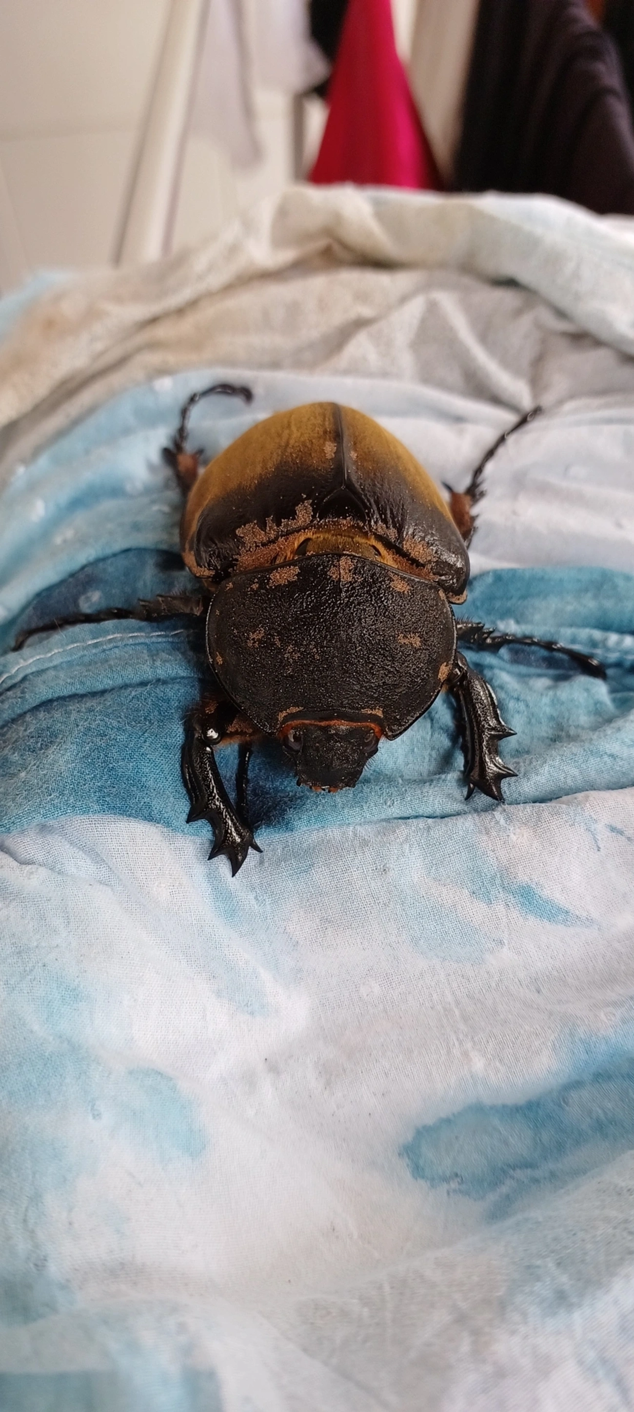 Megasoma, insetos, fotografado em Maresias, São Sebastião