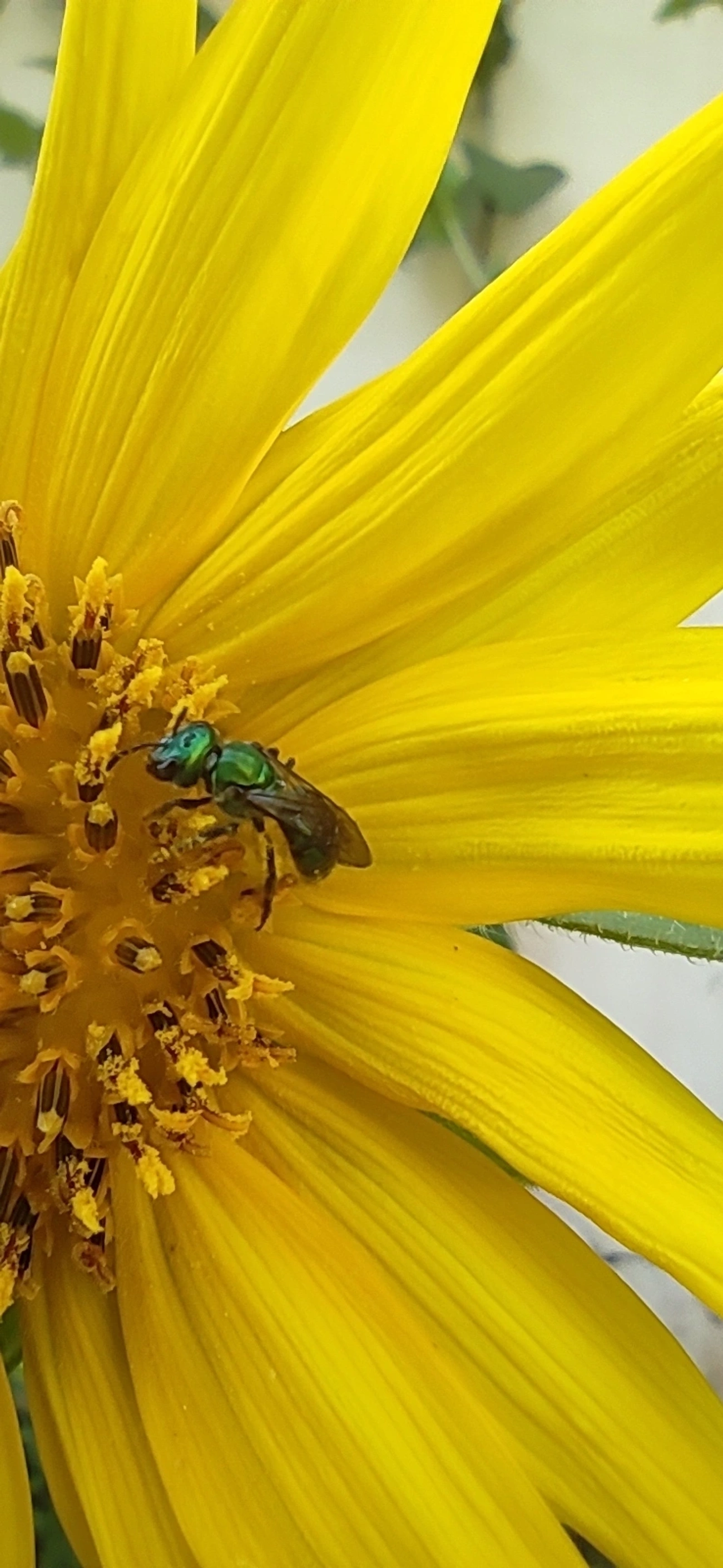 Augochlora, insetos, fotografado em Maresias, São Sebastião