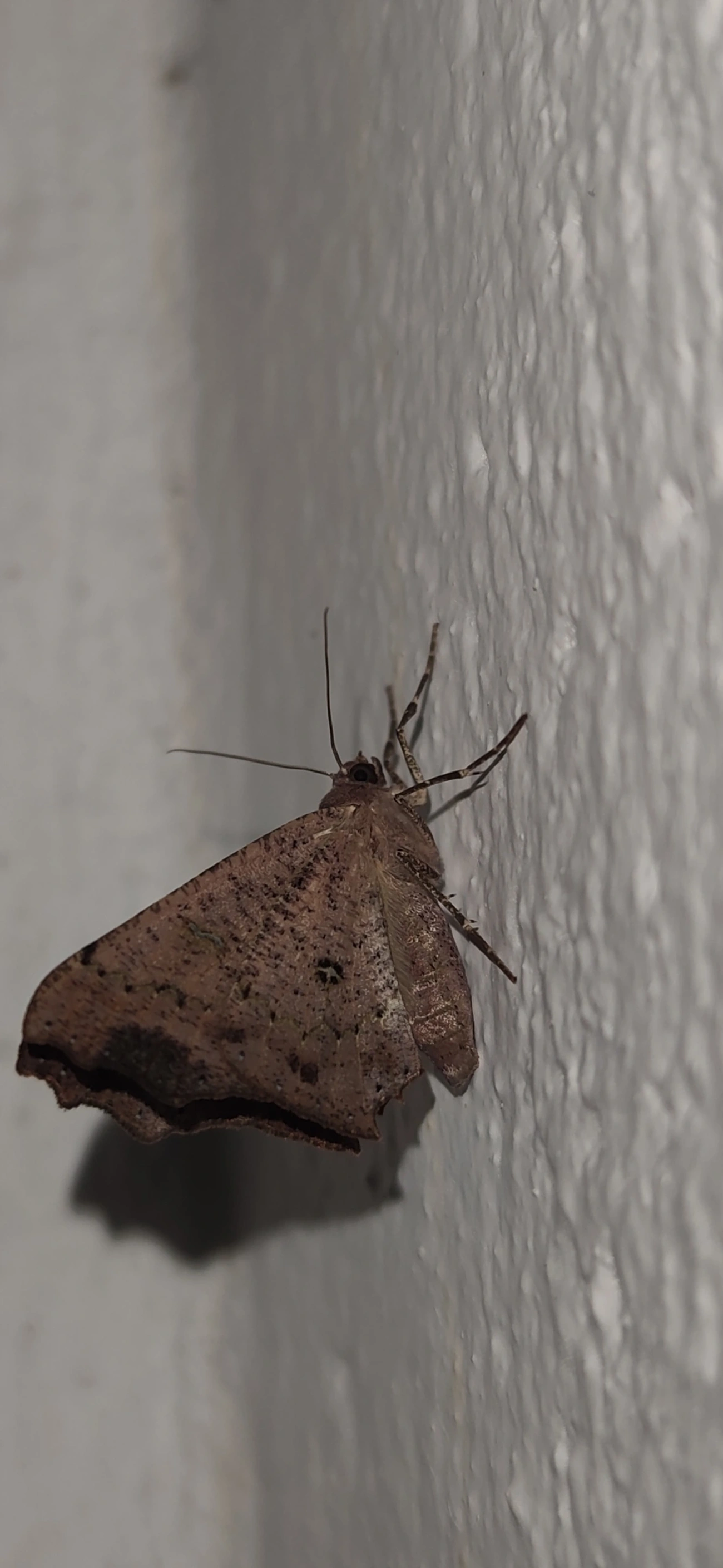 Ennominae, insetos, fotografado em São Sebastião