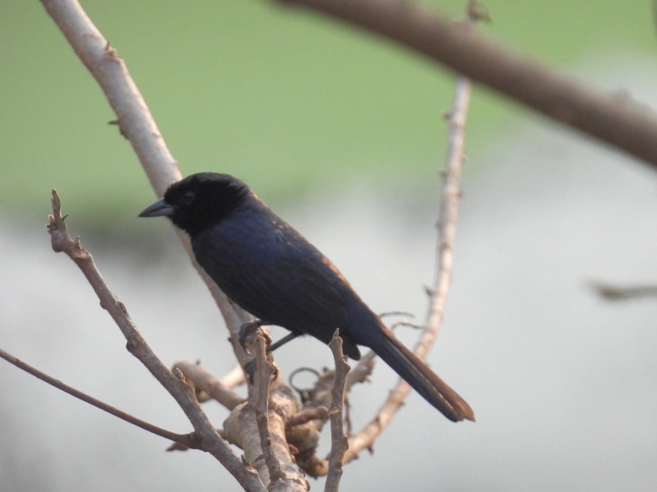 Tiê-preto (Tachyphonus coronatus), aves, fotografado em Socorro