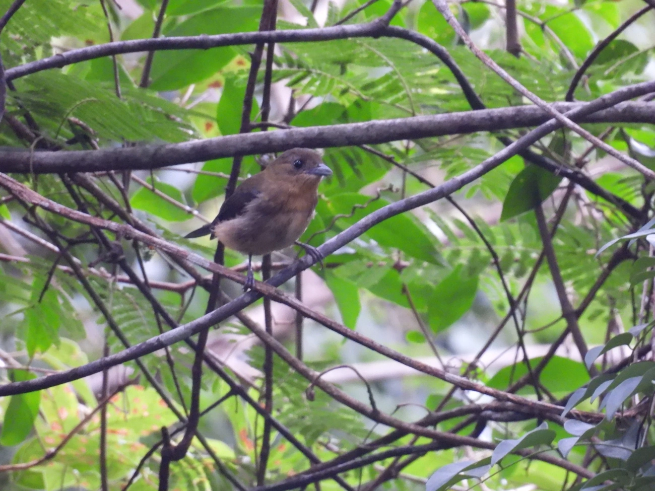 Tiê-de-topete (Trichothraupis melanops), aves, fotografado em Bom Fim do Bom Jesus, Cabreúva
